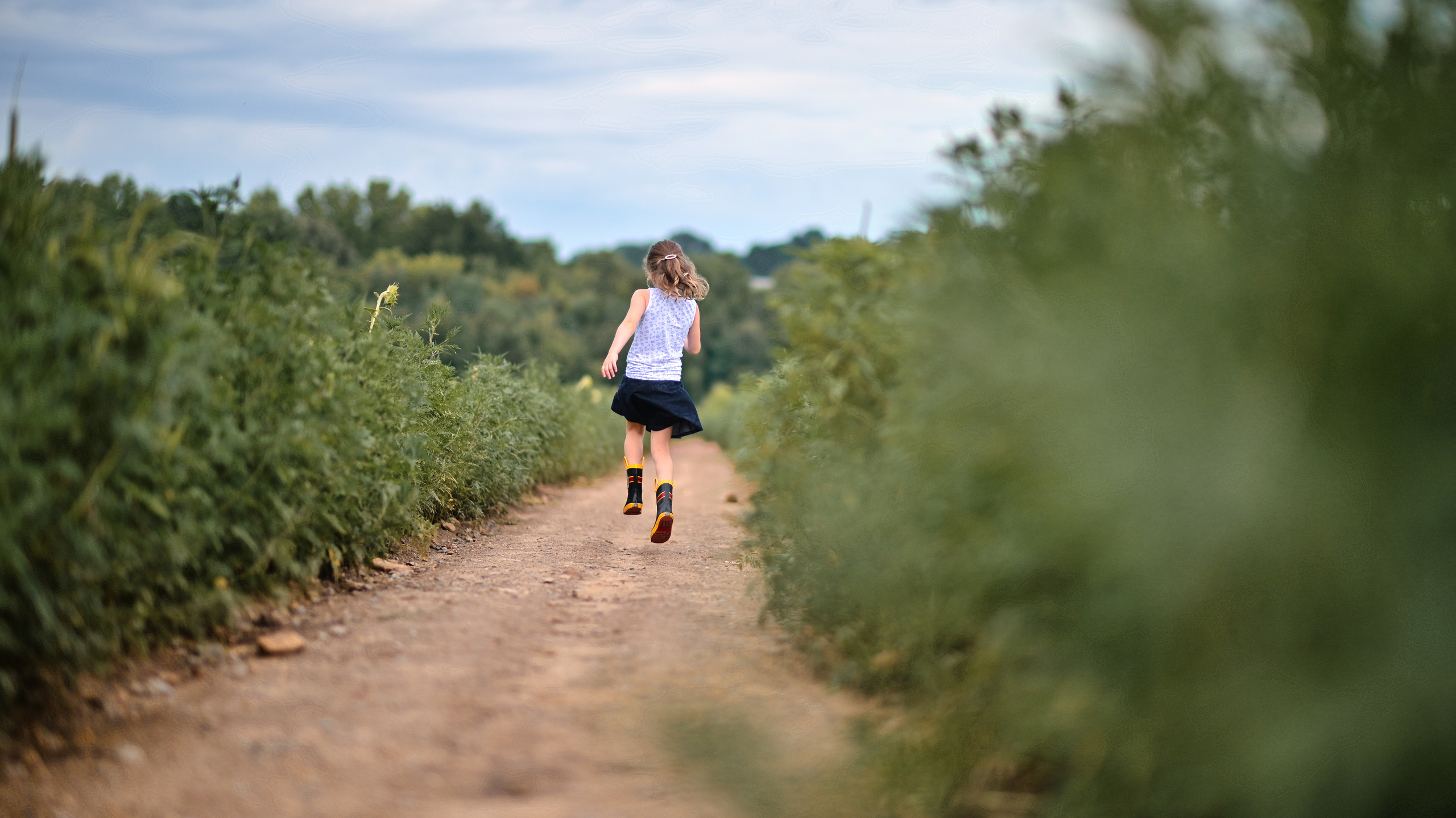 Sunflowers in Raleigh. Family and Sports photographer in Cary Raleigh NC North Carolina