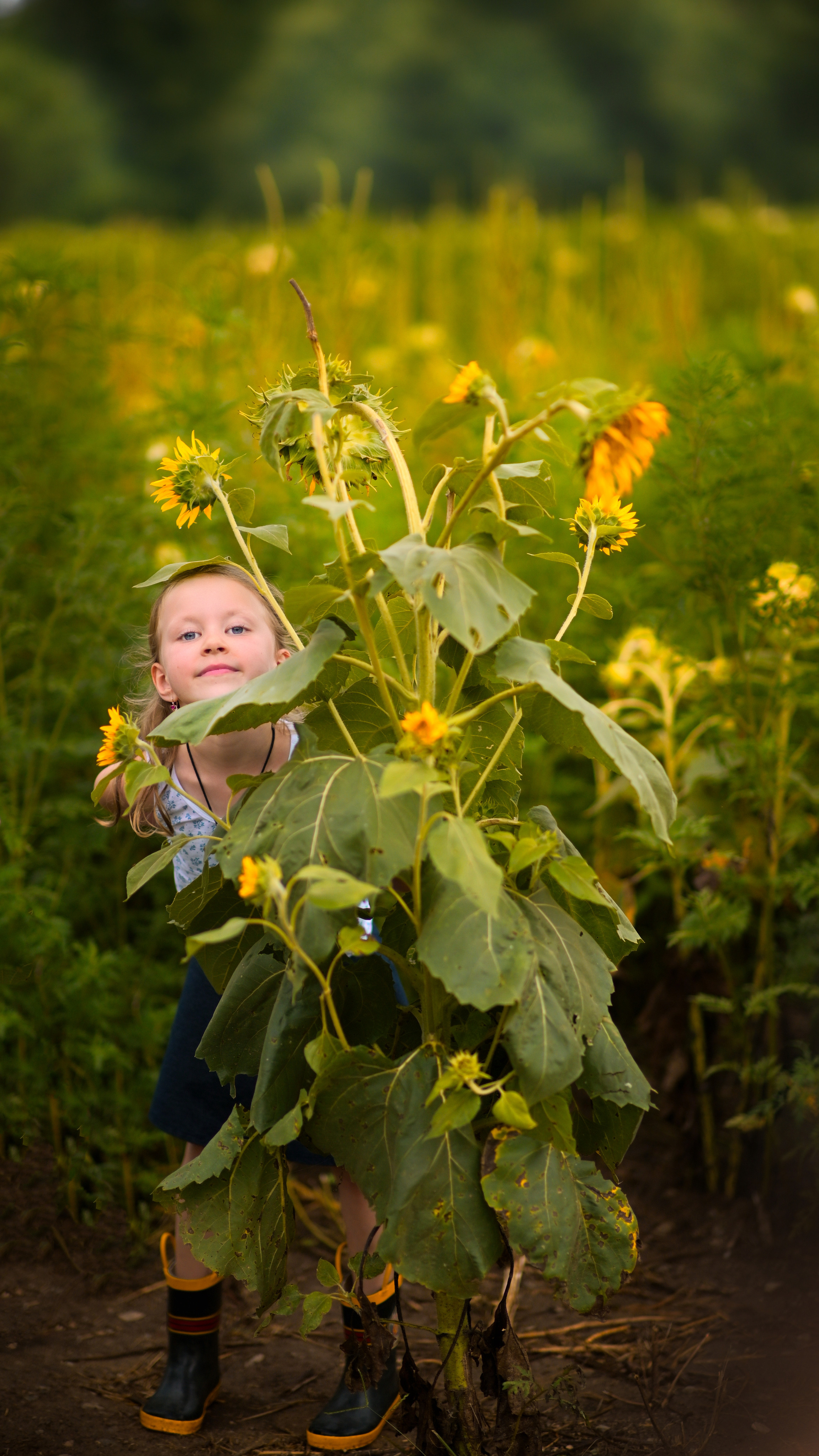 Sunflowers in Raleigh. Family and Sports photographer in Cary Raleigh NC North Carolina