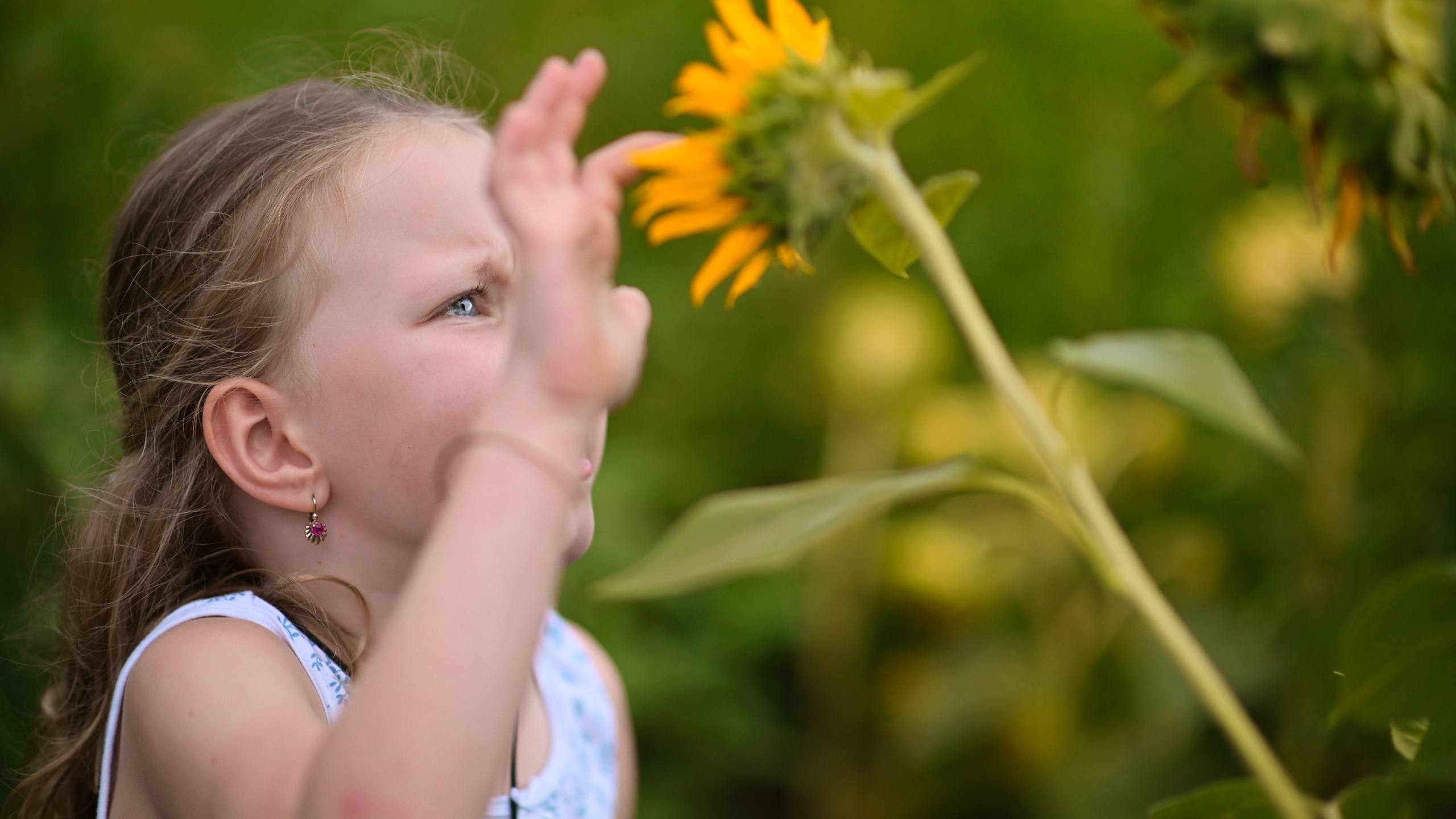 Sunflowers in Raleigh. Family and Sports photographer in Cary Raleigh NC North Carolina
