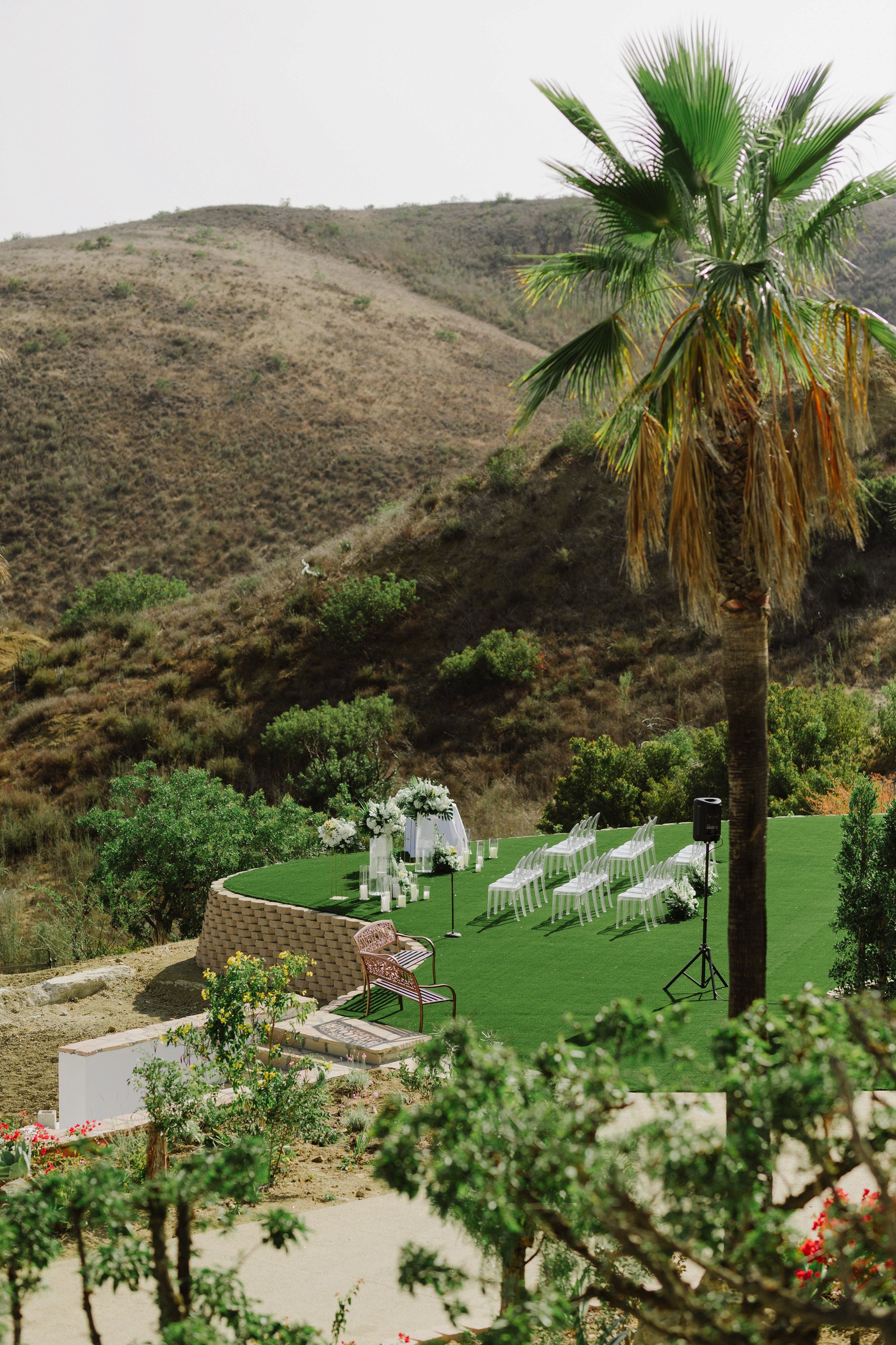 a palm tree in a garden with a lawn