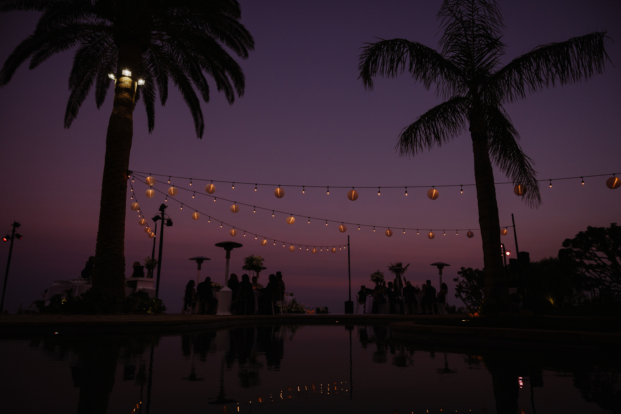 a couple of palm trees