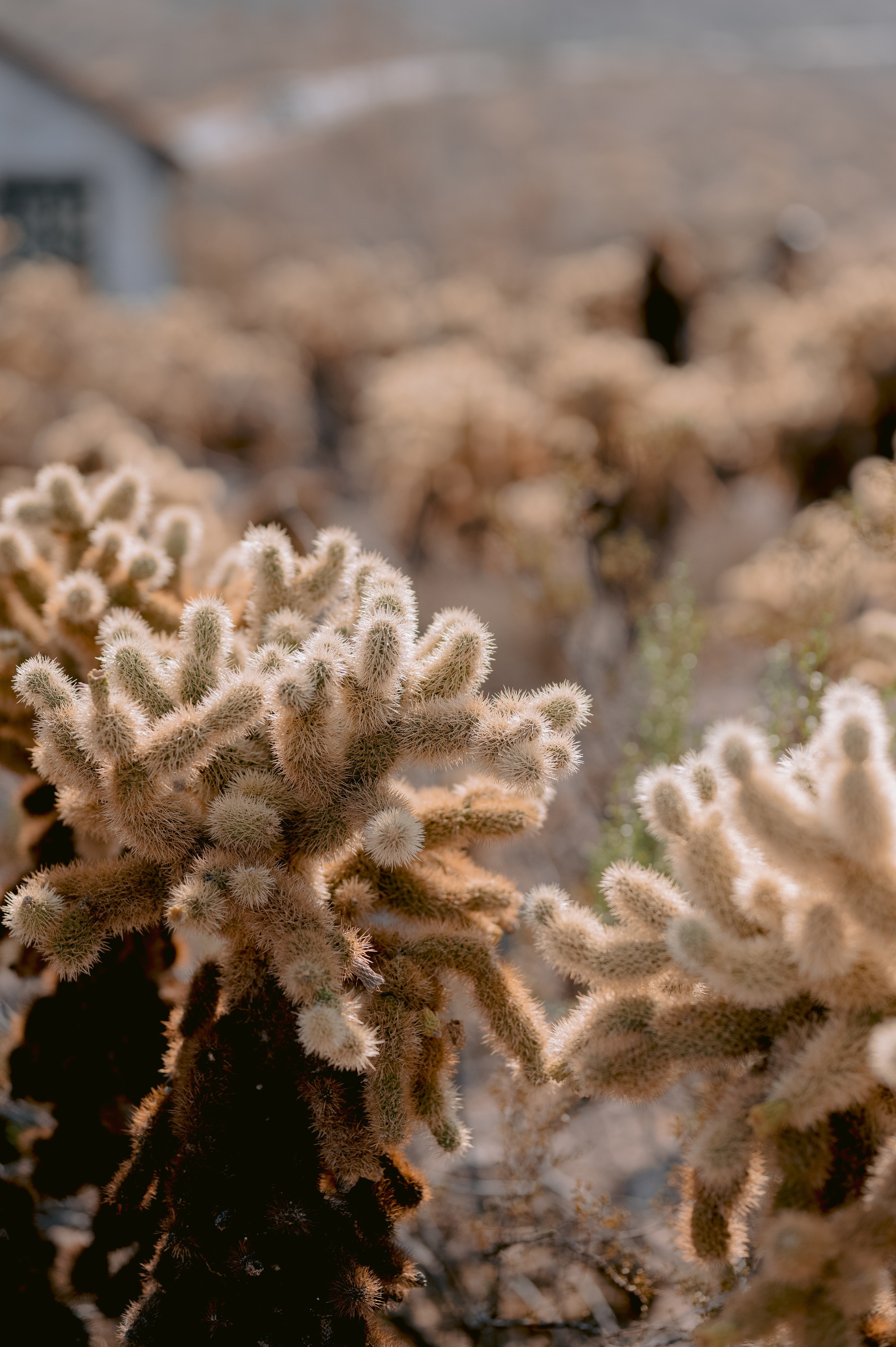 a bunch of flowers in a field
