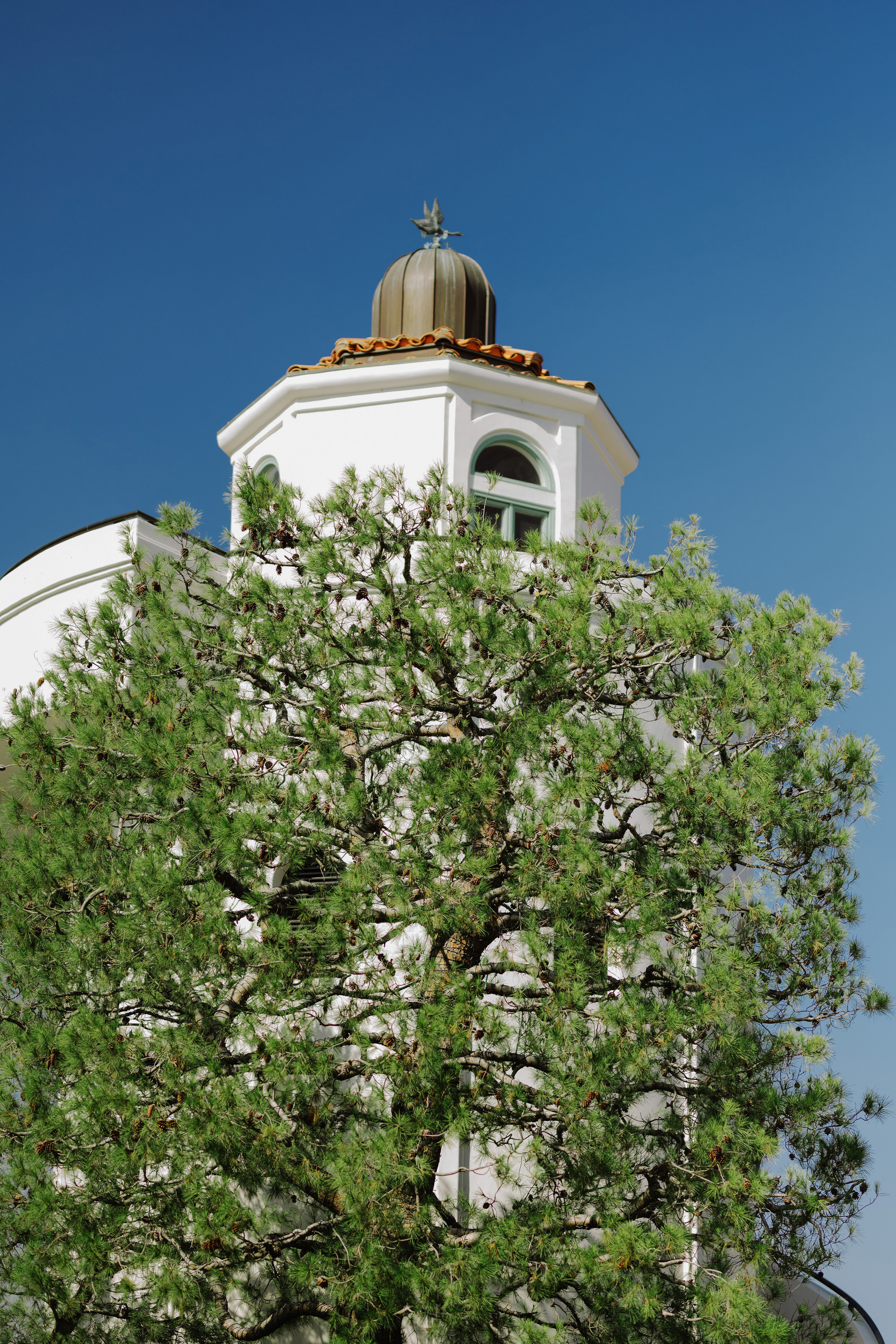 a tree with green leaves