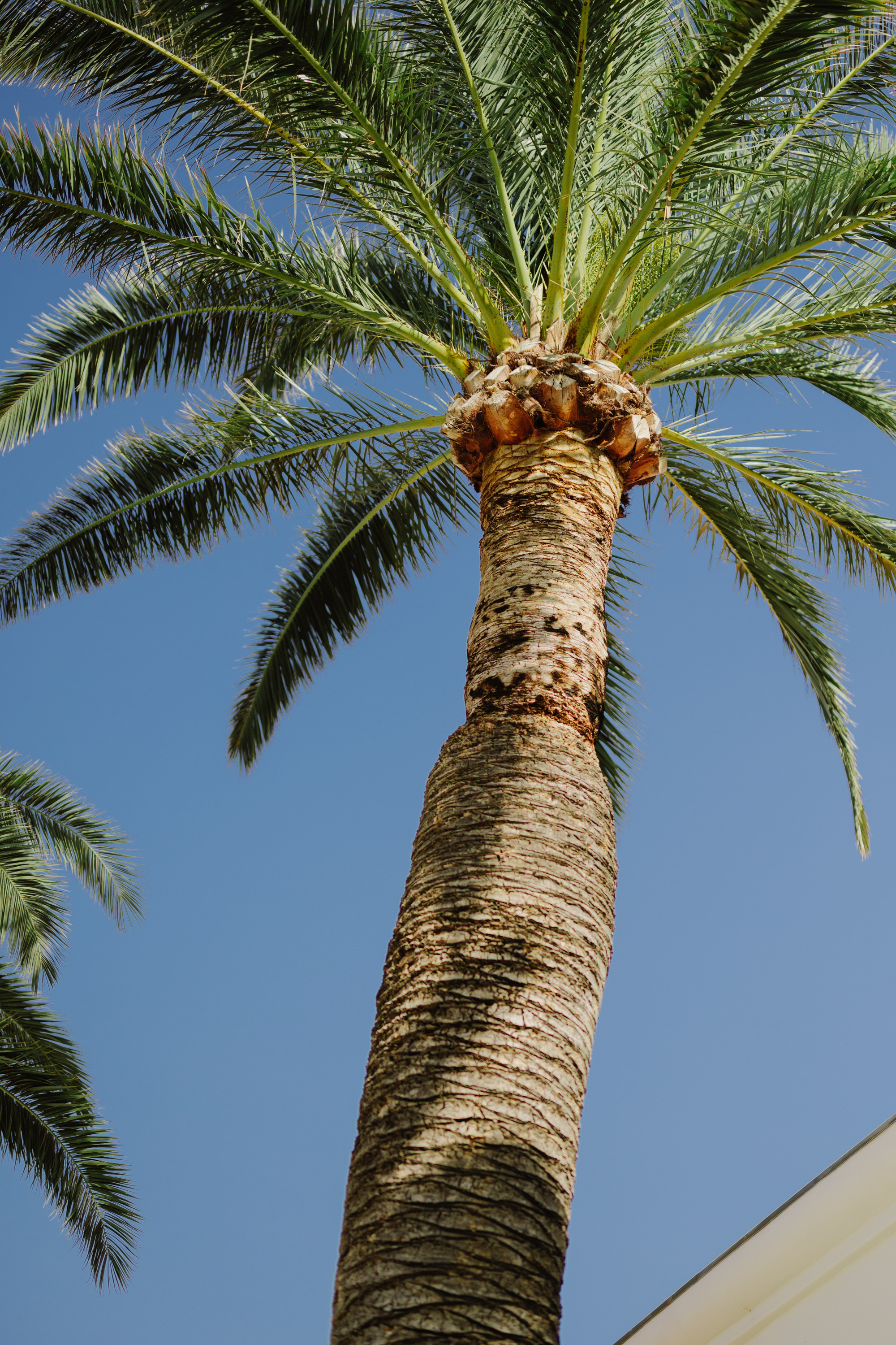 a palm tree with a bird perched on it
