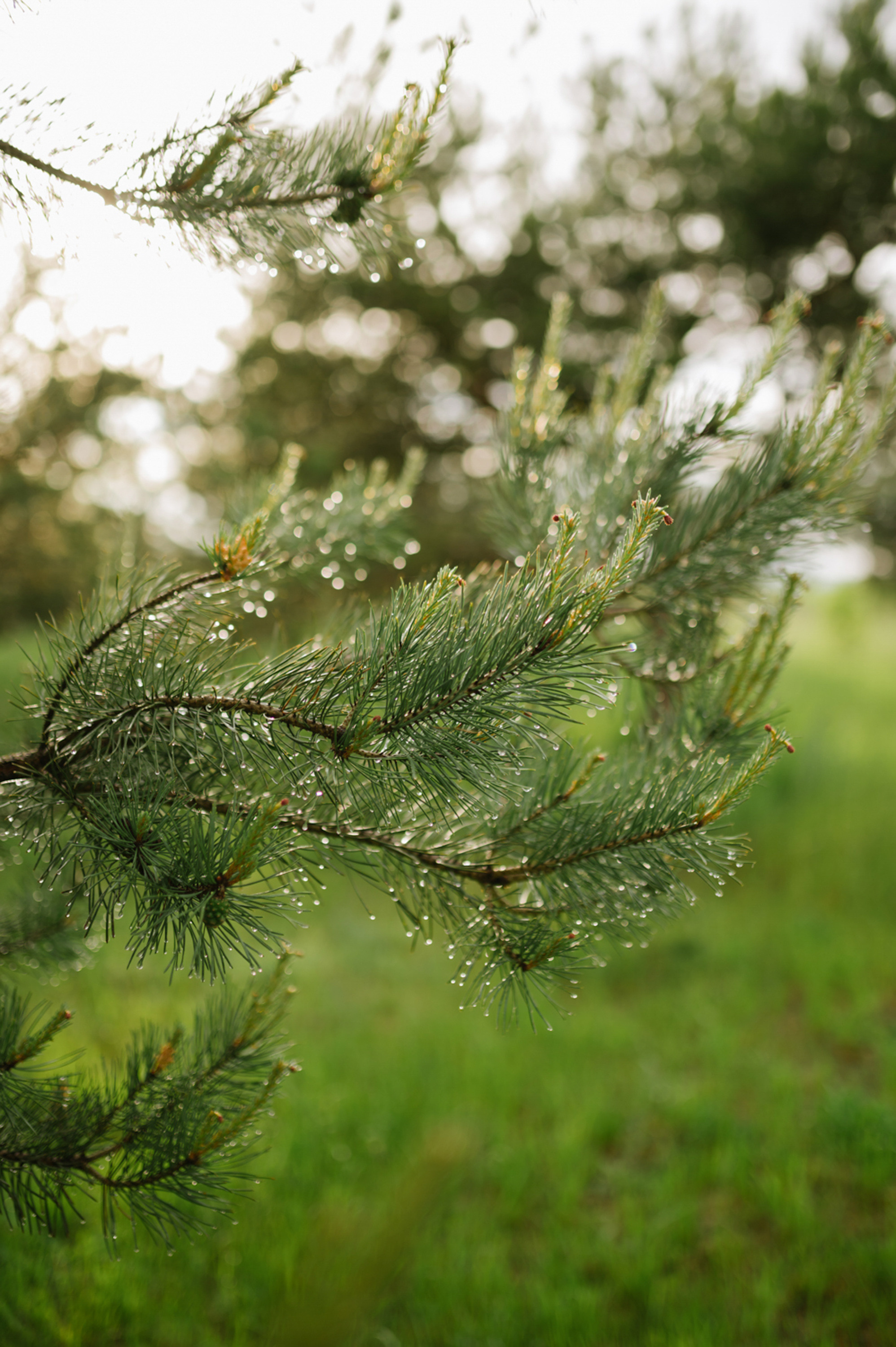 a close up of a pine tree with water droplets