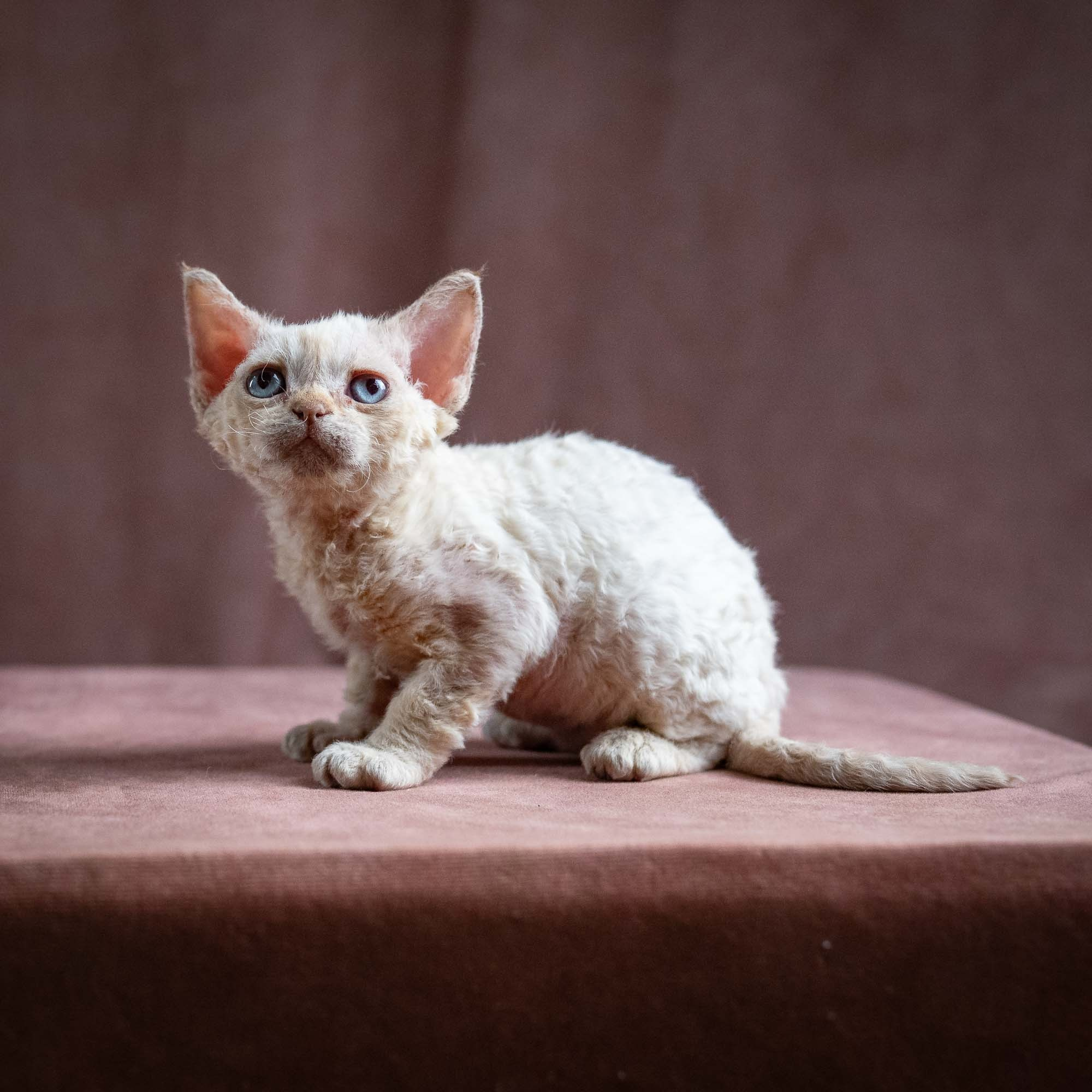 Quinn, girl, born 02.14.26. Devon Rex Pixie Cattery