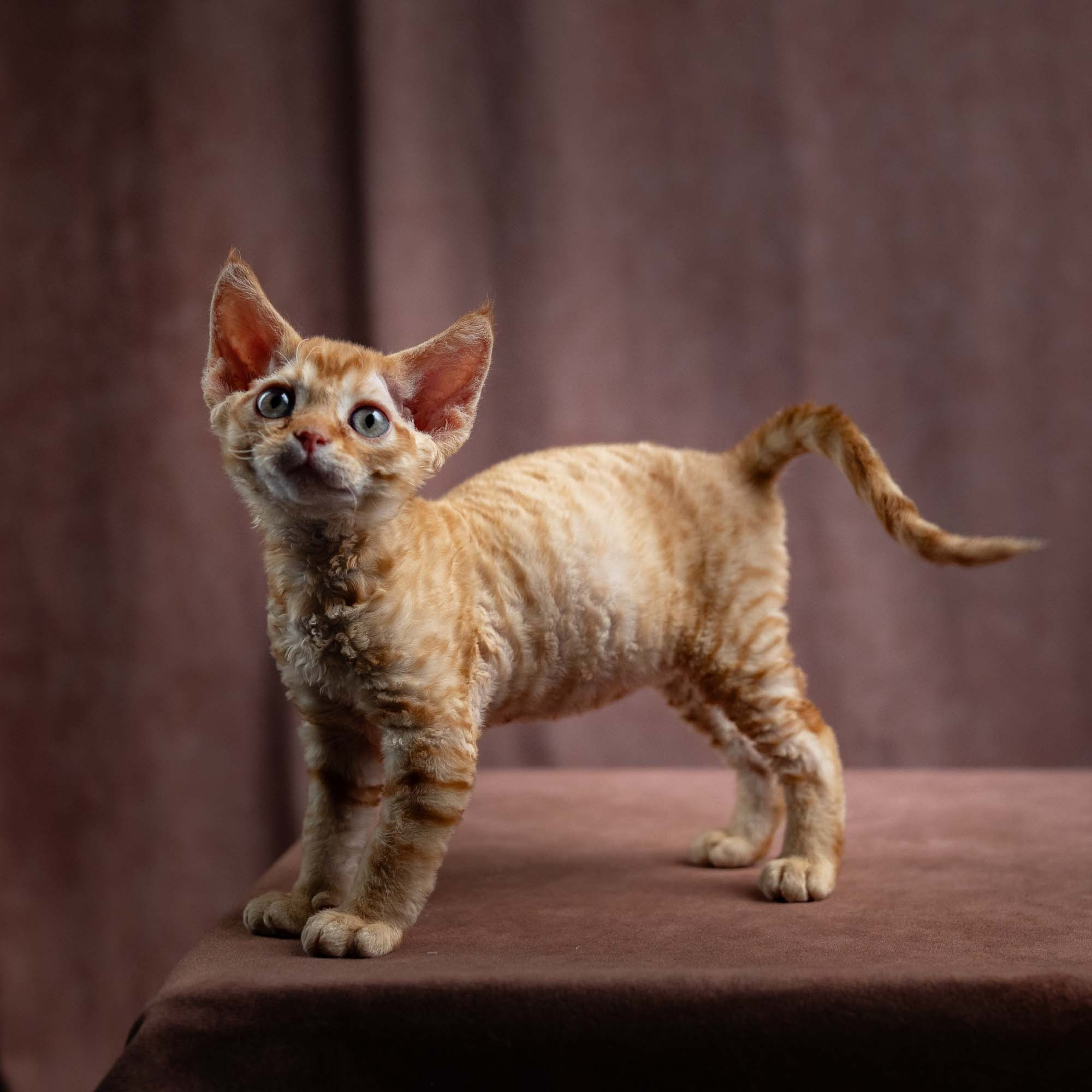 Jackie, boy, born 06.25.2025. Devon Rex Pixie Cattery