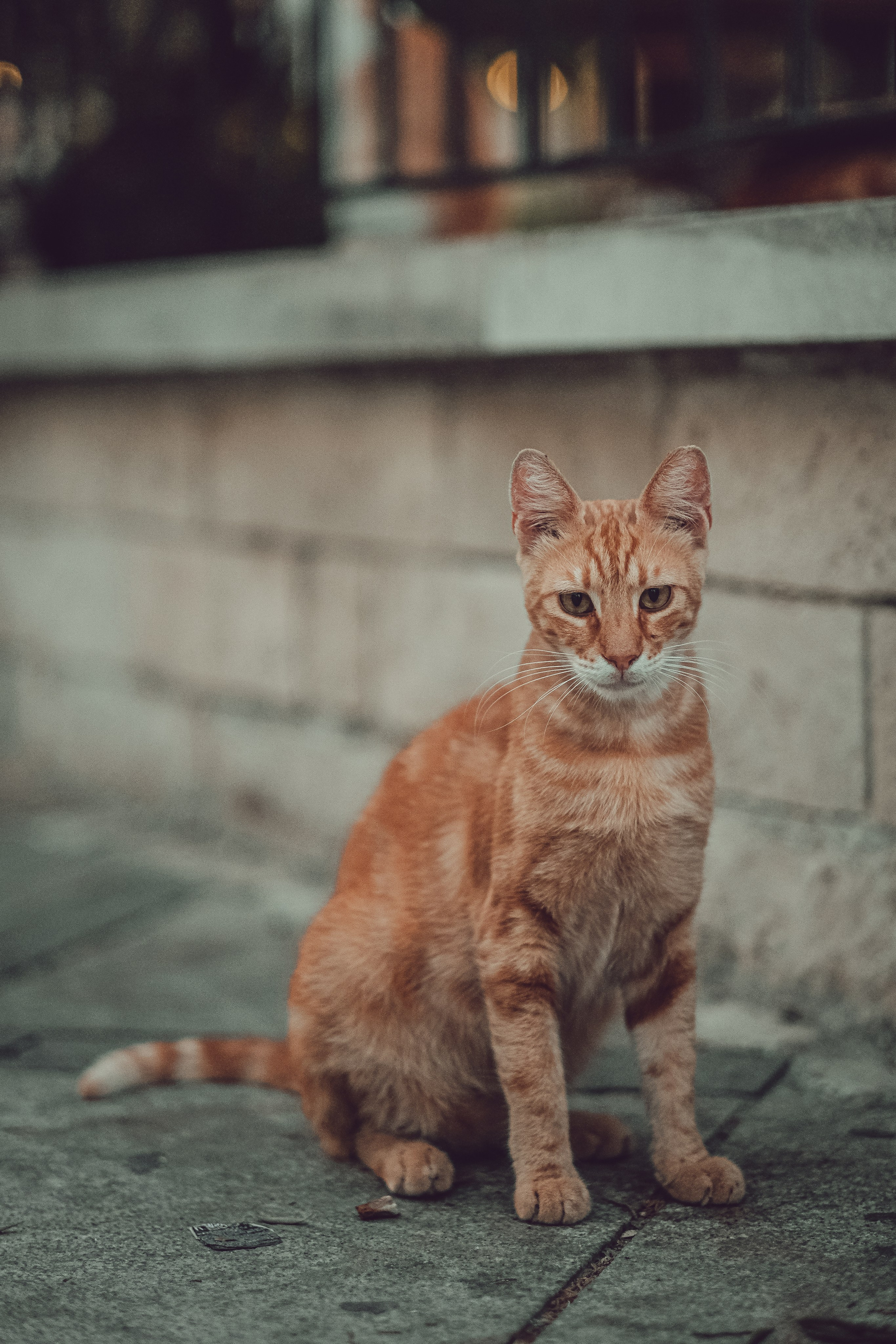 Feral Cat in Limassol