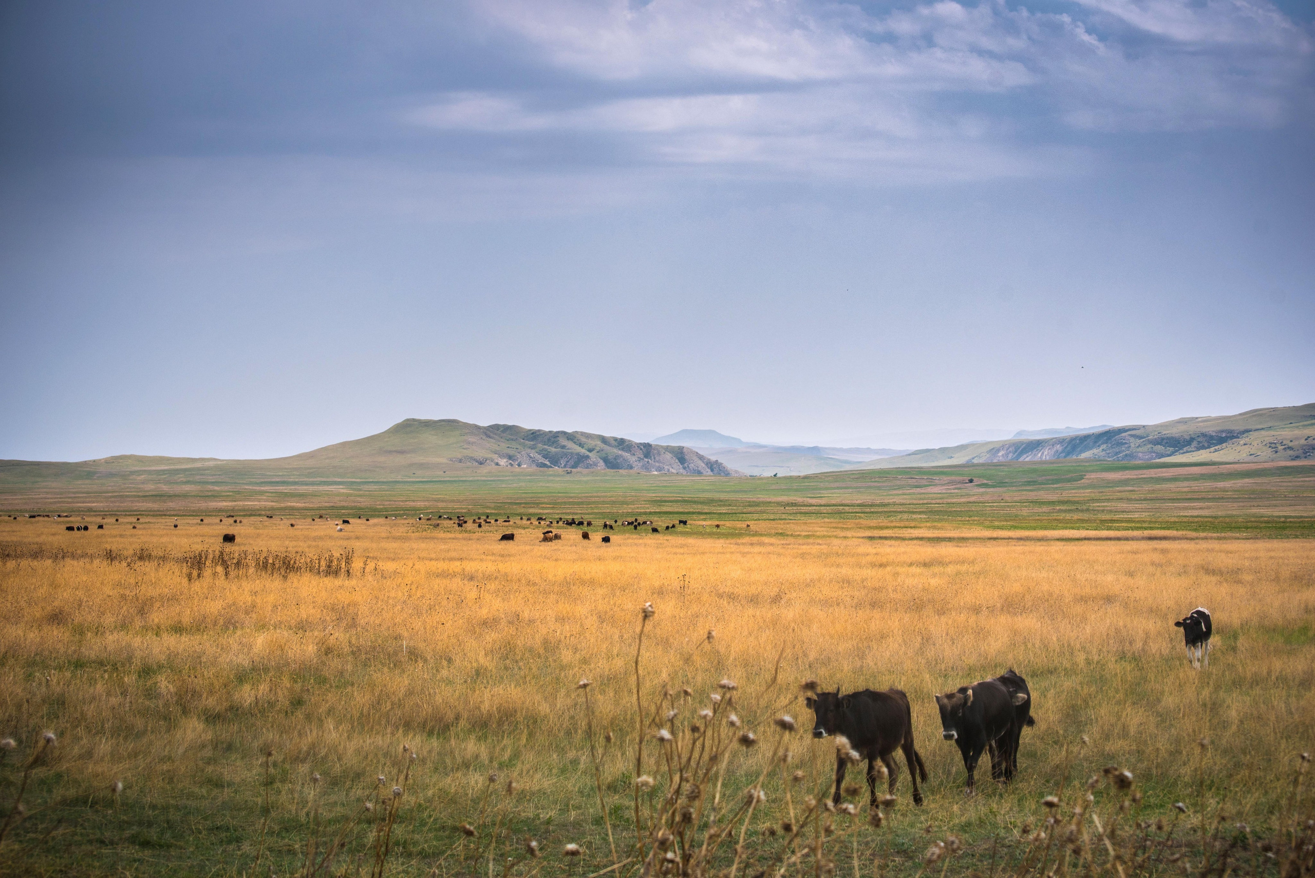 Gareji. Photographer in Tbilisi