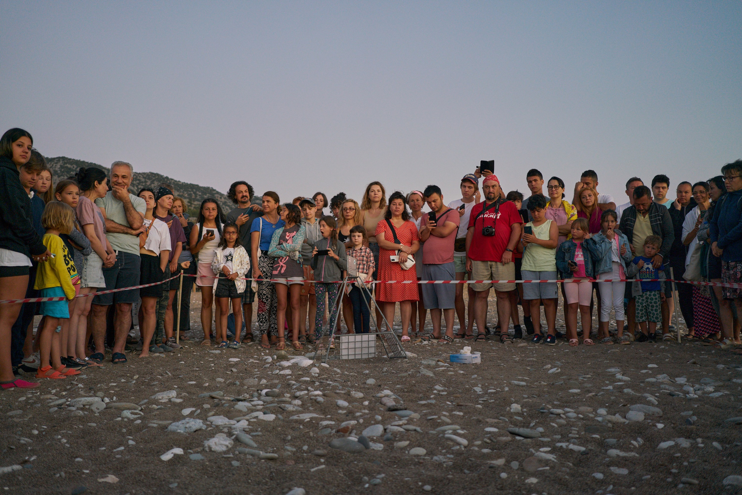 Caretta caretta | Anastasiia Nelen photographer