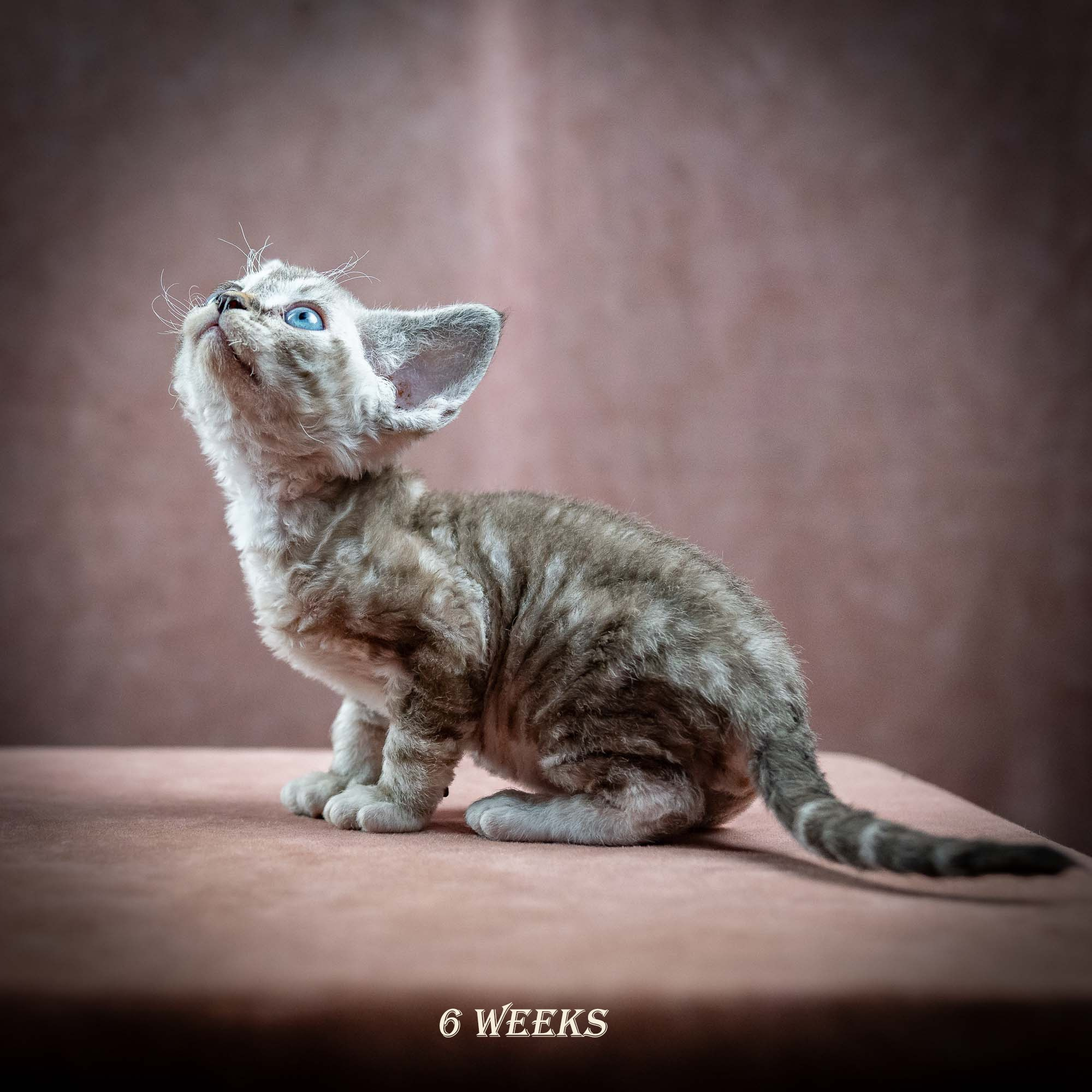 Irwin, boy, born 06.01.2025. Devon Rex Pixie Cattery