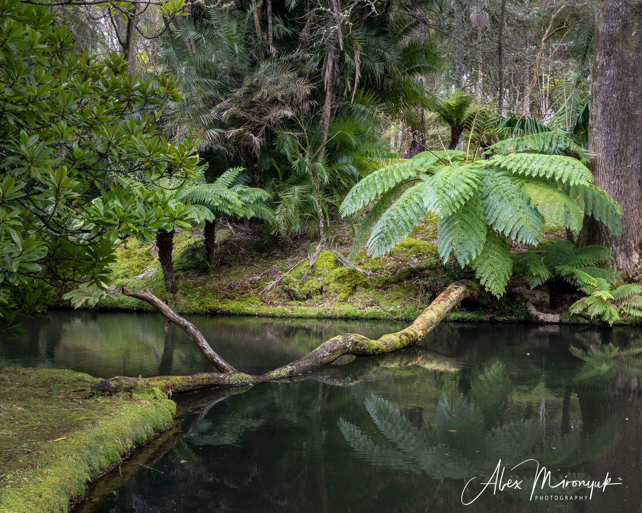 Azores And Madeira. Alex Mironyuk Photography