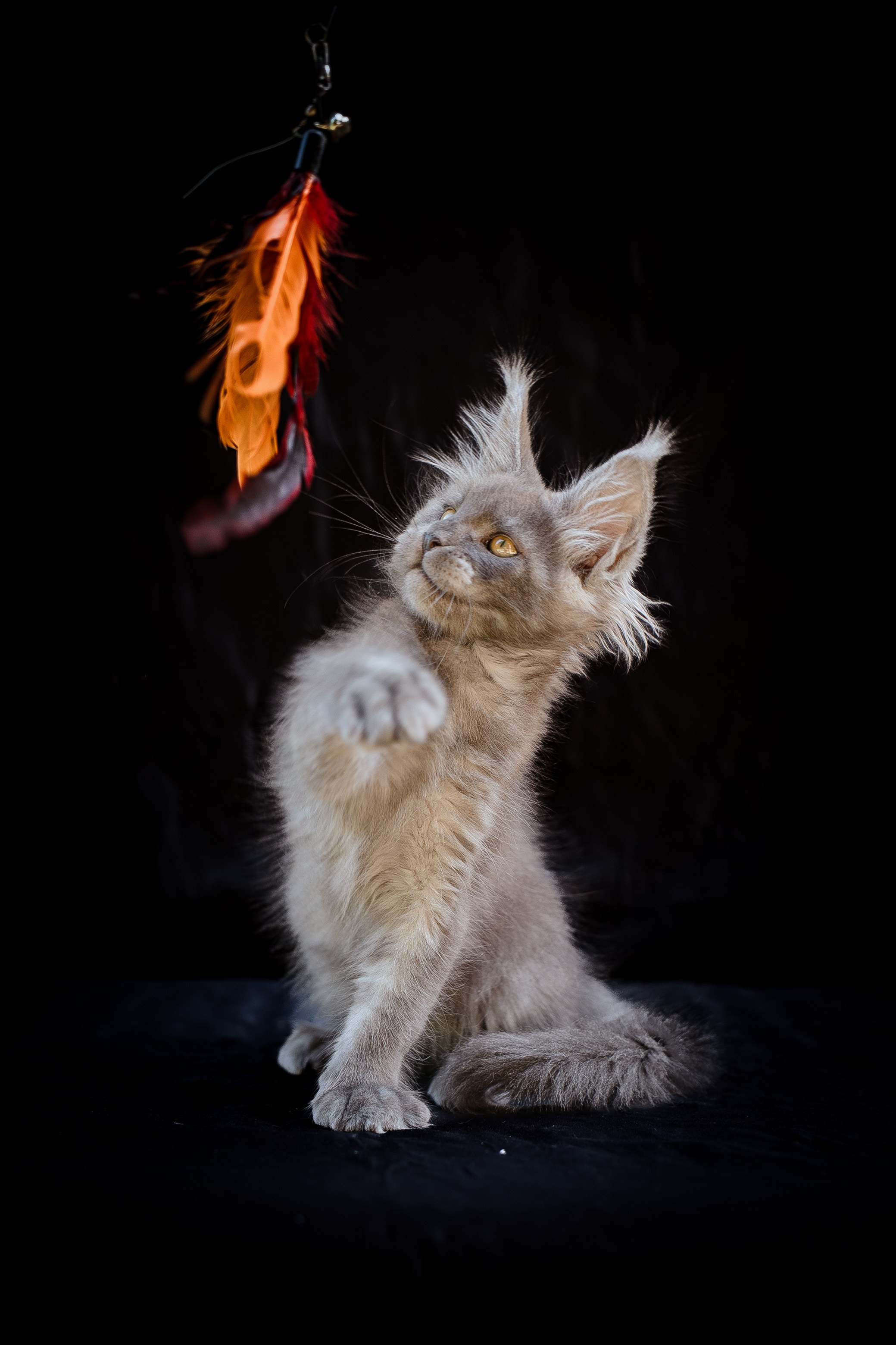 Senator Irving. Senator Cat — Maine Coon cattery