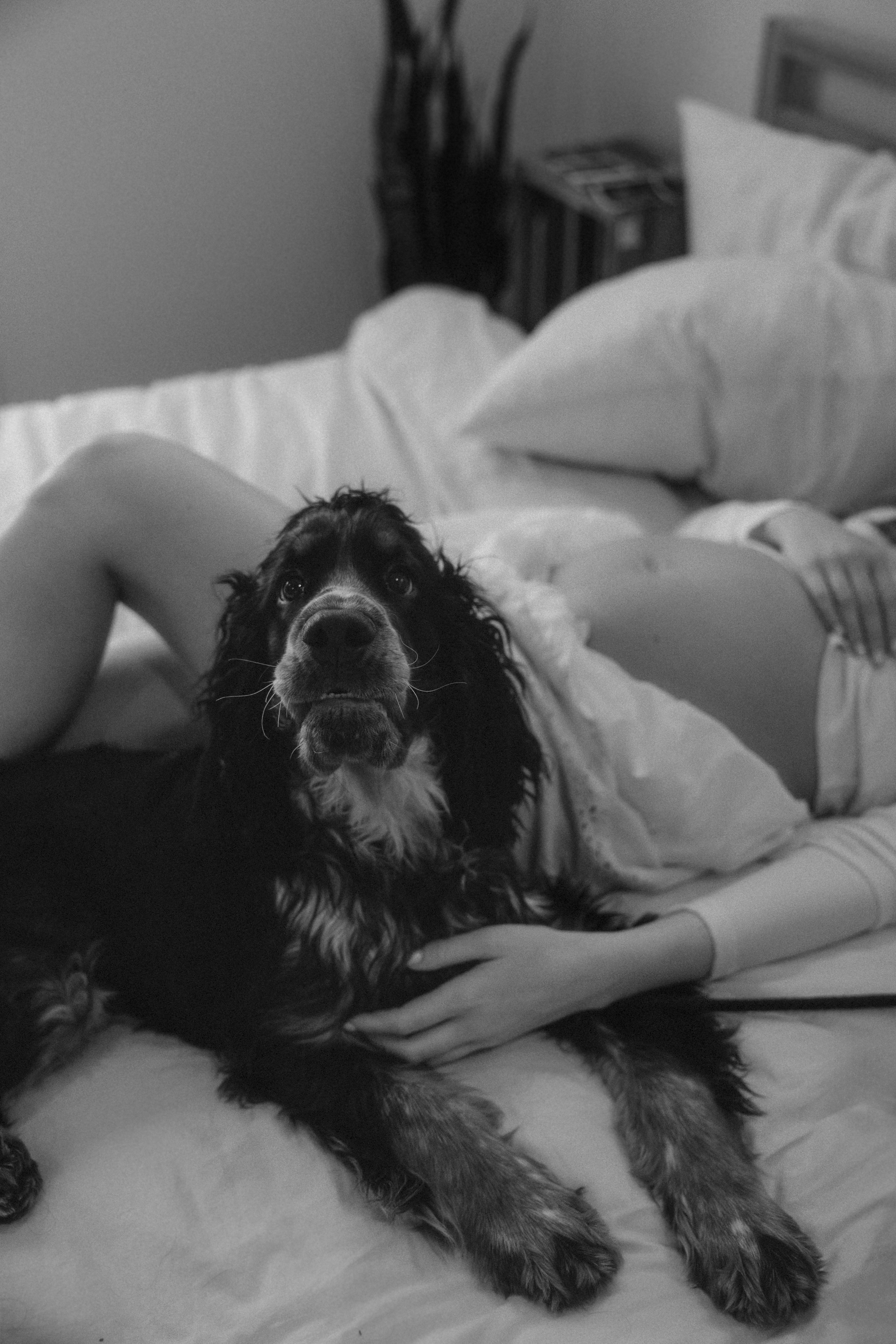 Big-dog-brother with baby belly