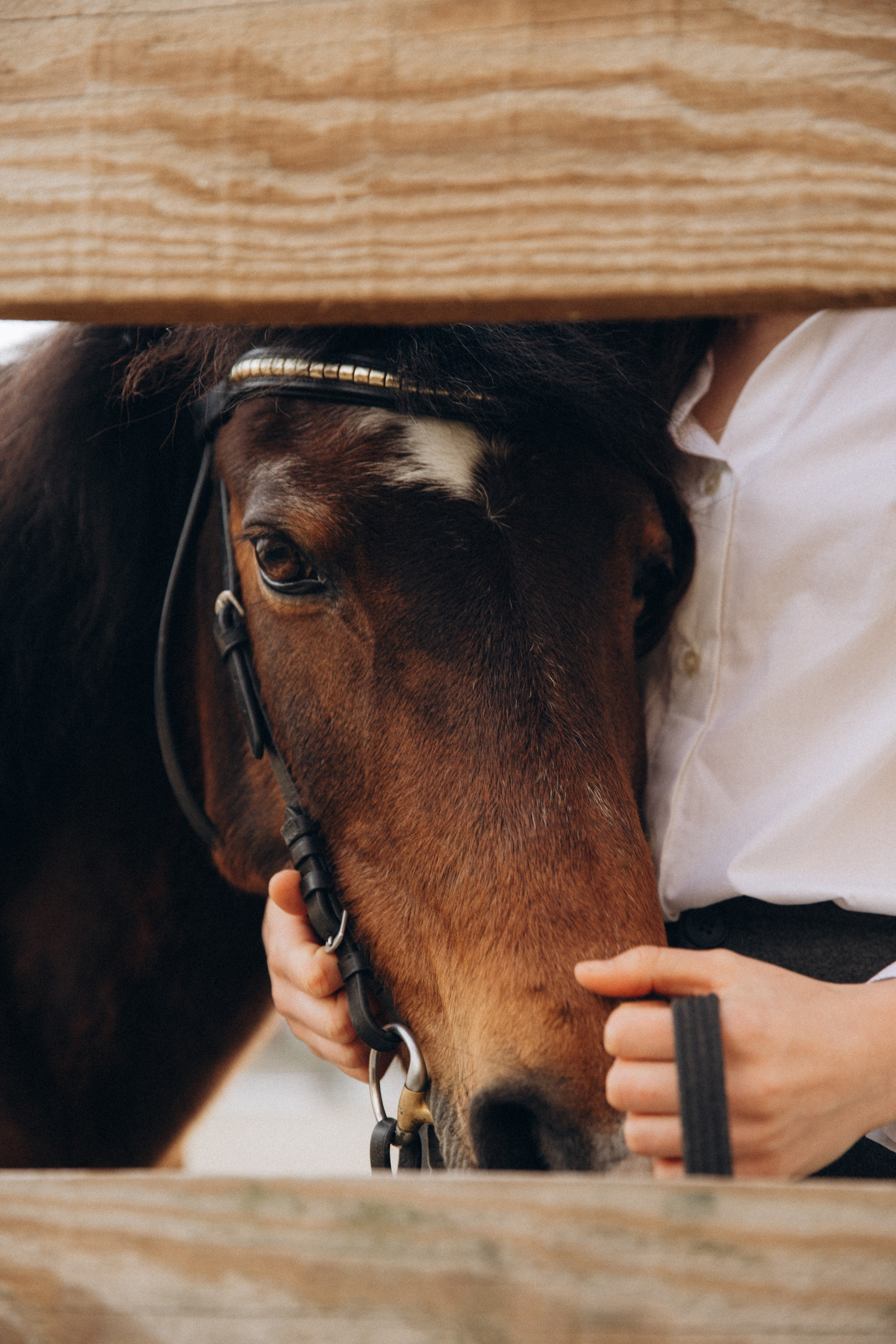 Horse & Rider Photoshoots In Florida