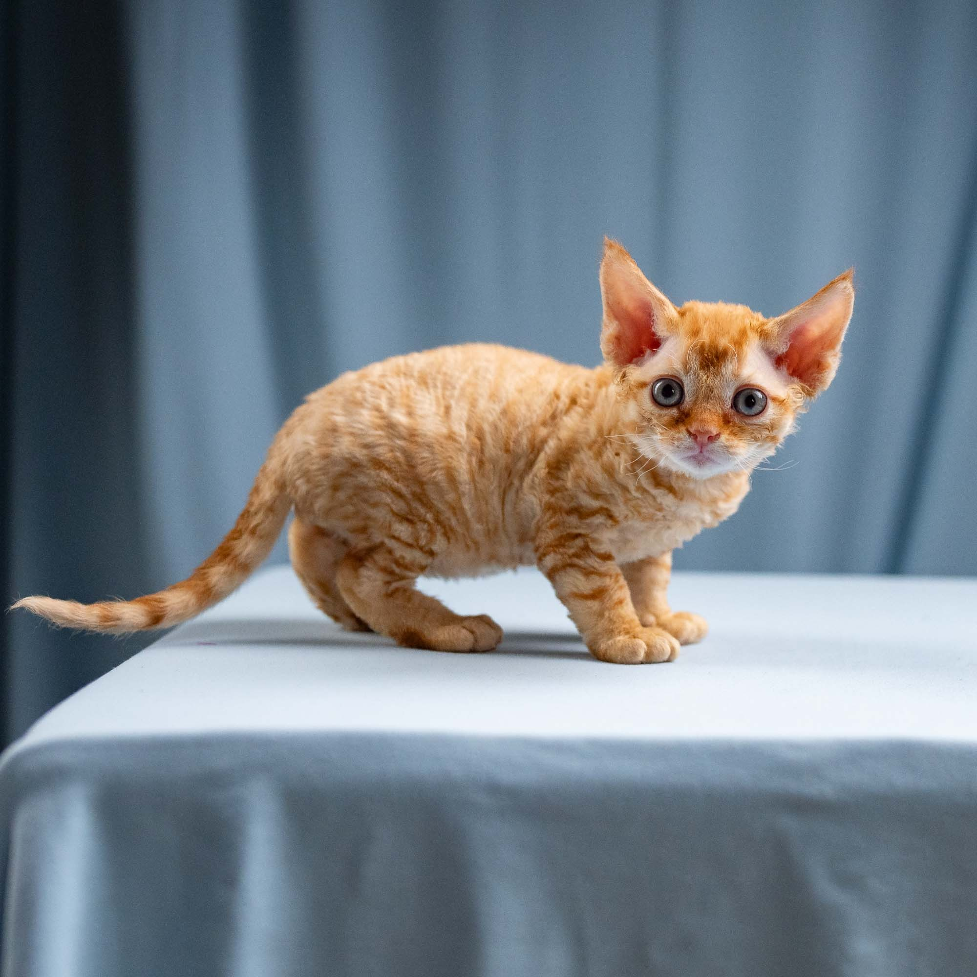 Jackie, boy, born 06.25.2025. Devon Rex Pixie Cattery
