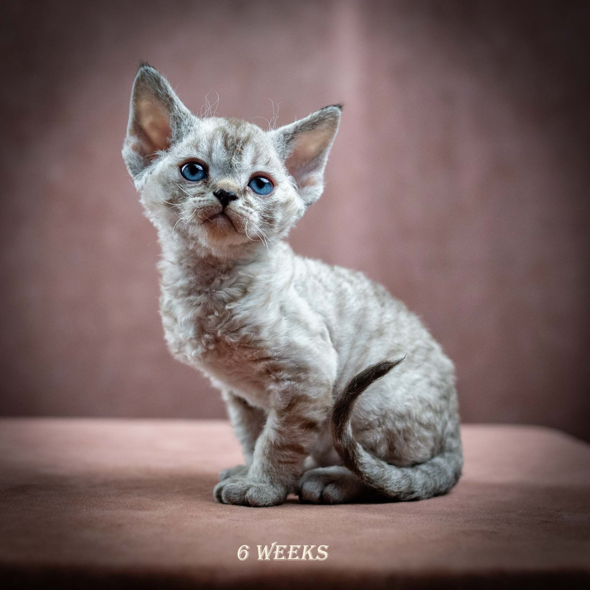 Isla, girl, born 06.01.2025. Devon Rex Pixie Cattery