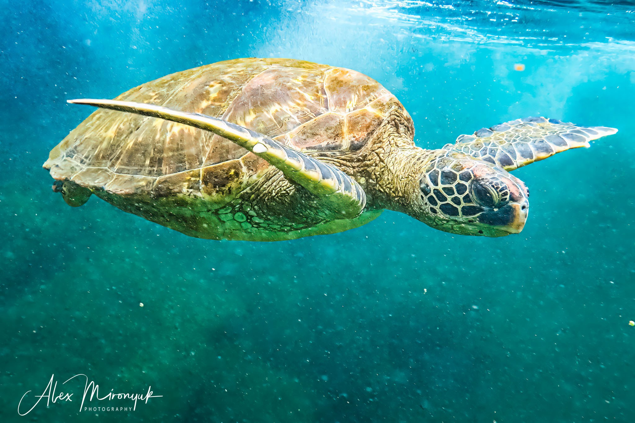 Galapagos Islands Adventure. Alex Mironyuk Photography