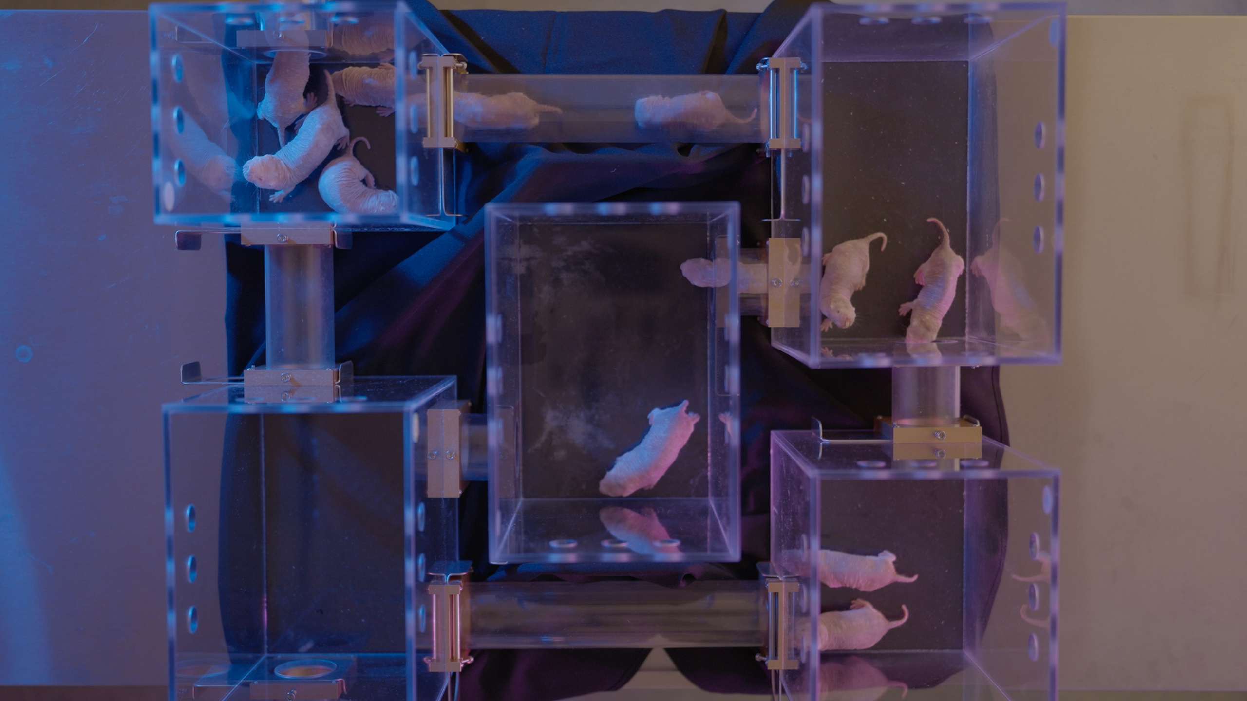 Longevity. Singularity Film