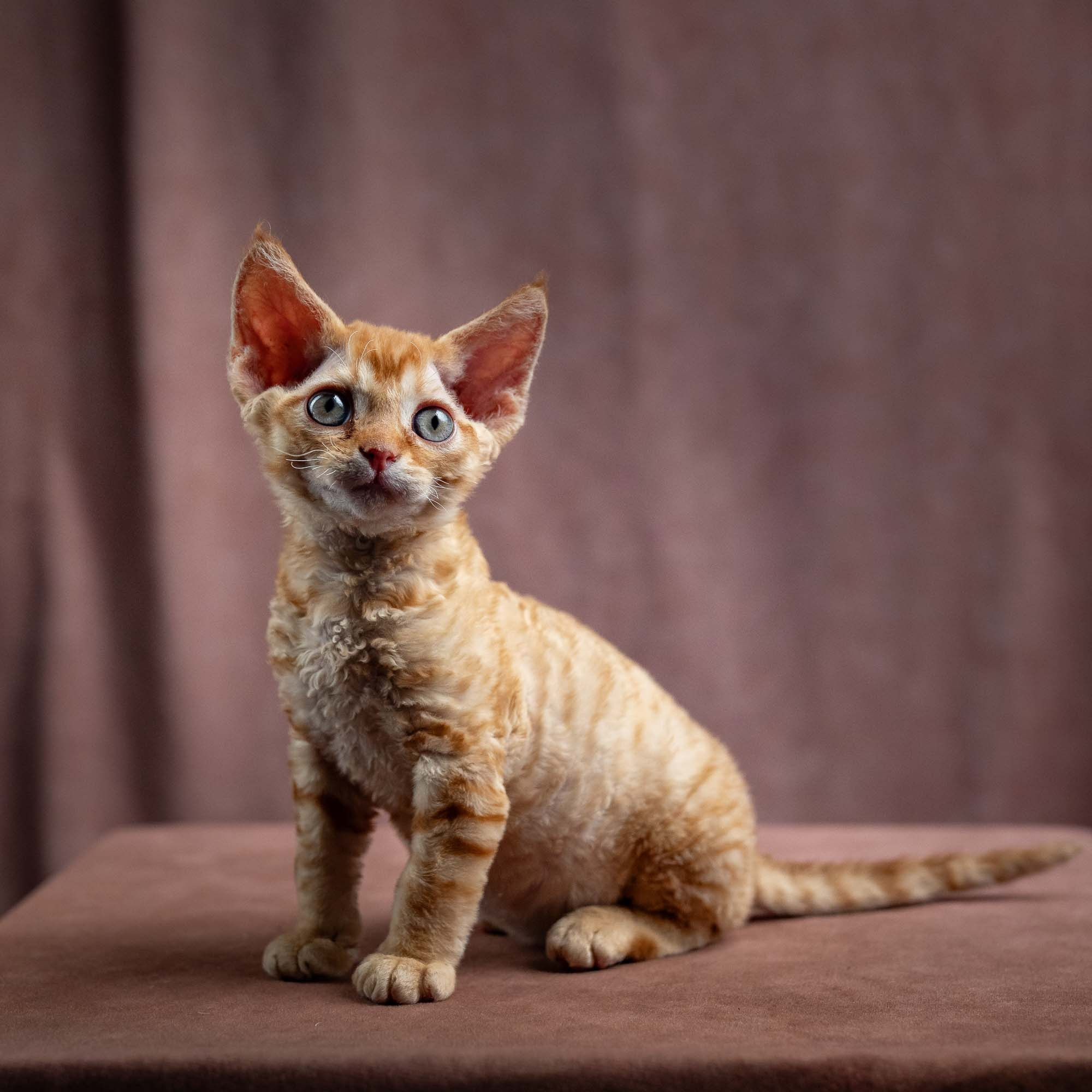 Jackie, boy, born 06.25.2025. Devon Rex Pixie Cattery