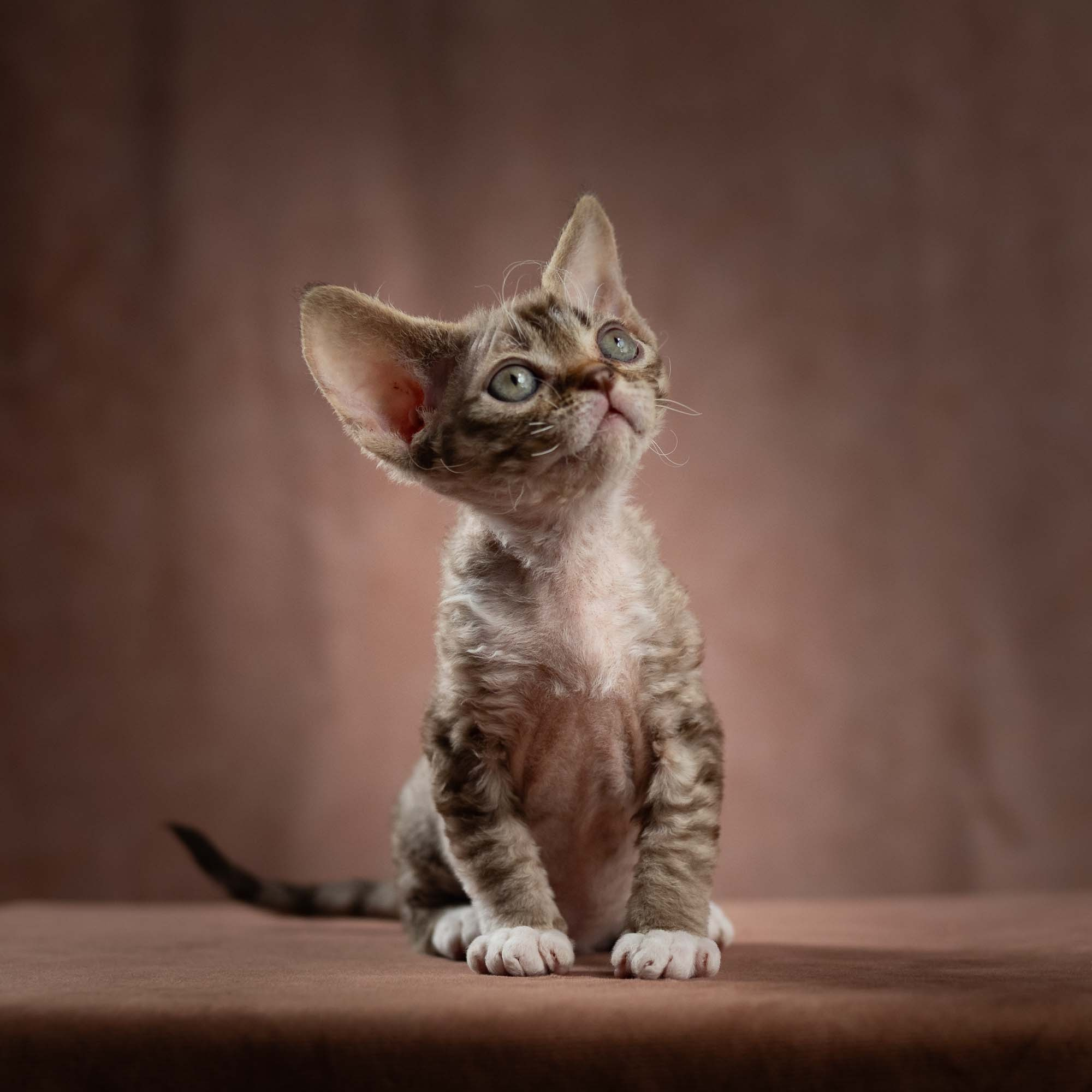 Elvis, boy, born on 06.09.24 SOLD. Devon Rex Pixie Cattery