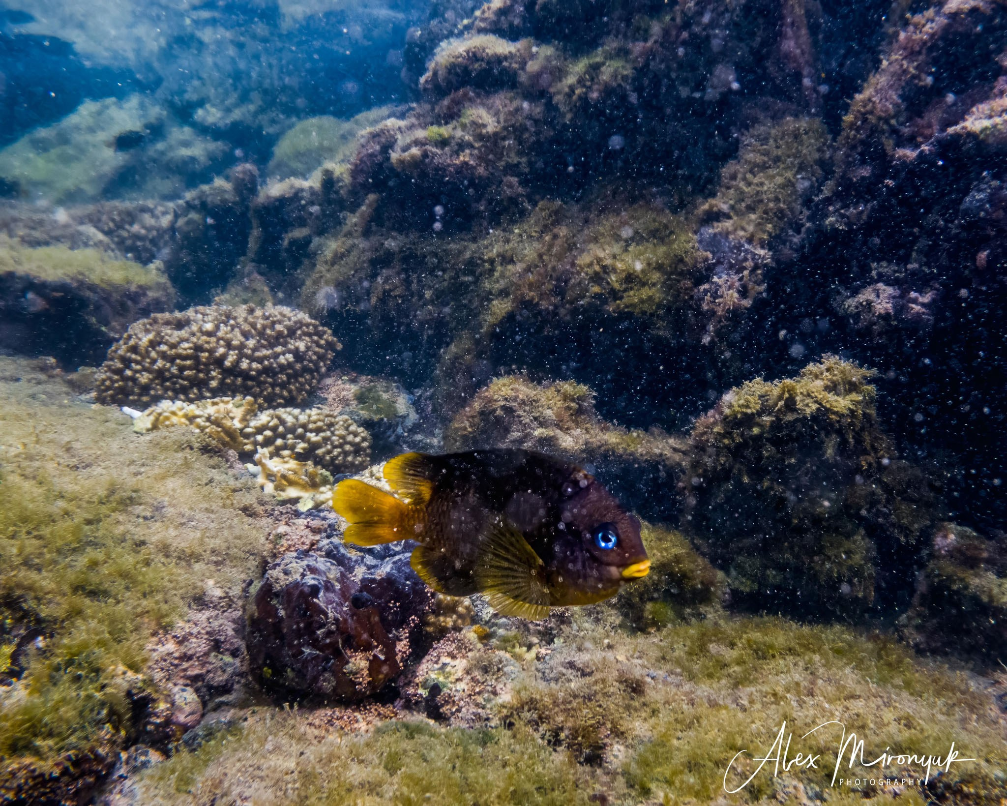 Galapagos Islands Adventure. Alex Mironyuk Photography