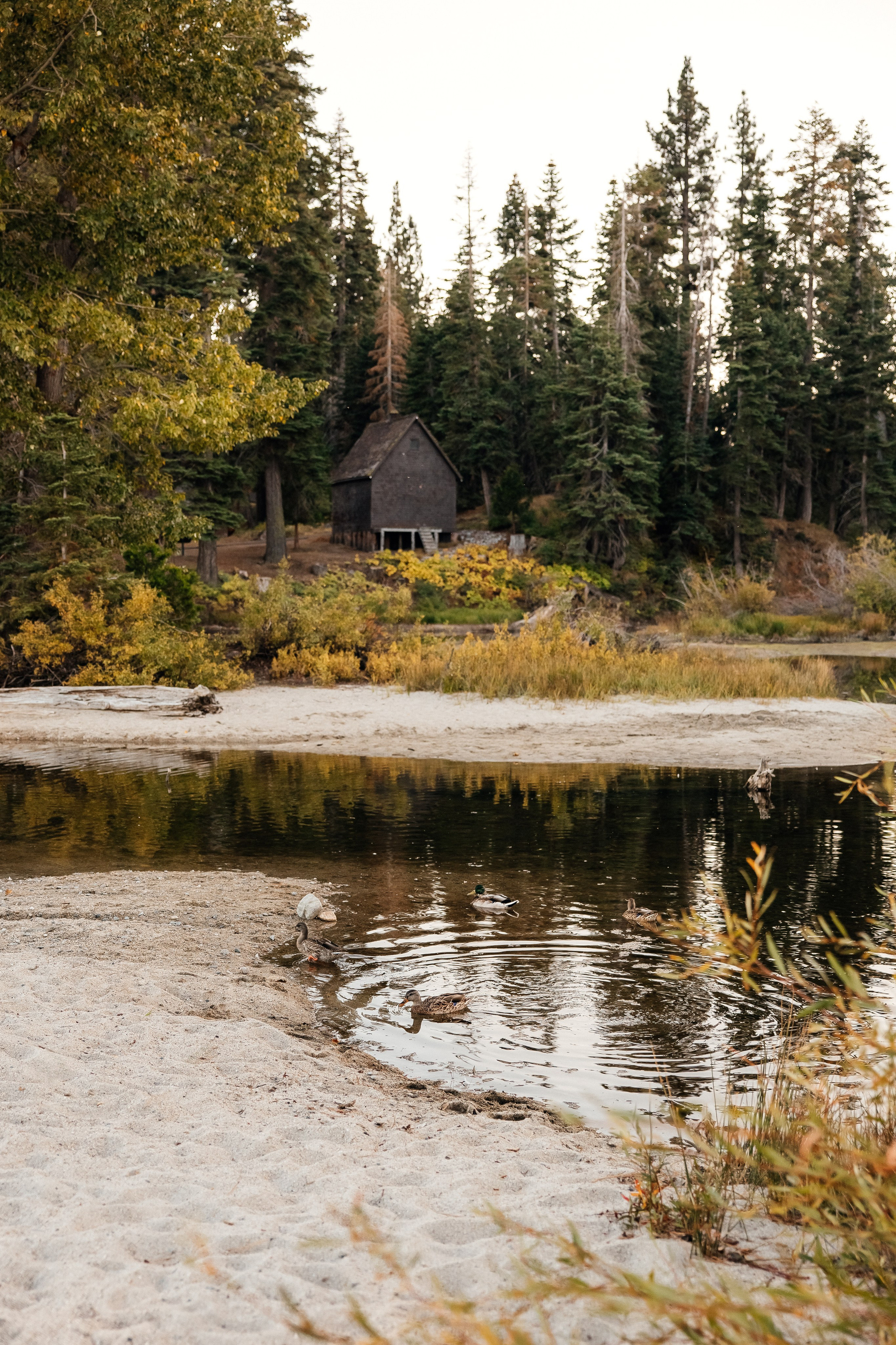 Families. ArtFeather Photography. Sacramento, California