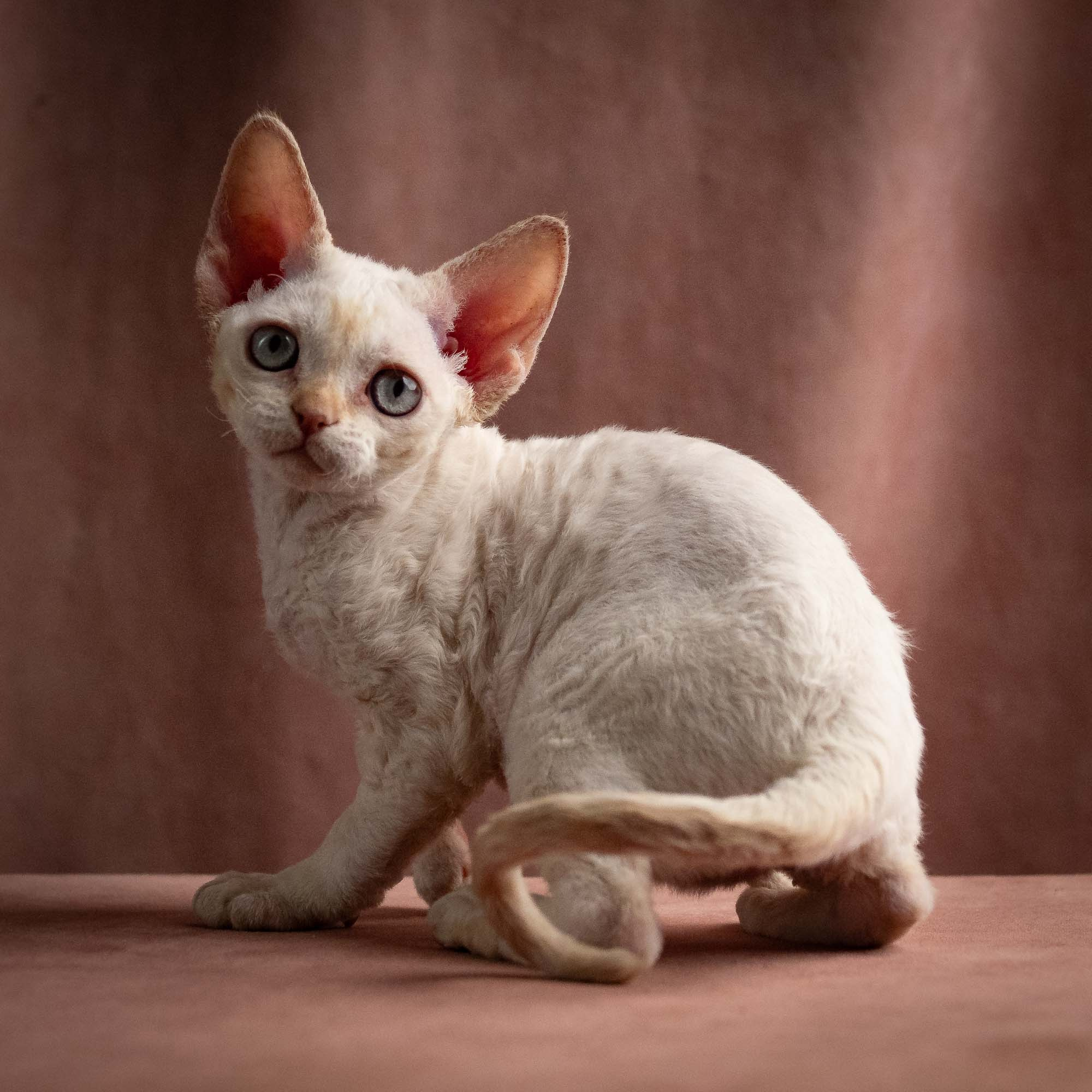 Quinn, girl, born 02.14.26. Devon Rex Pixie Cattery