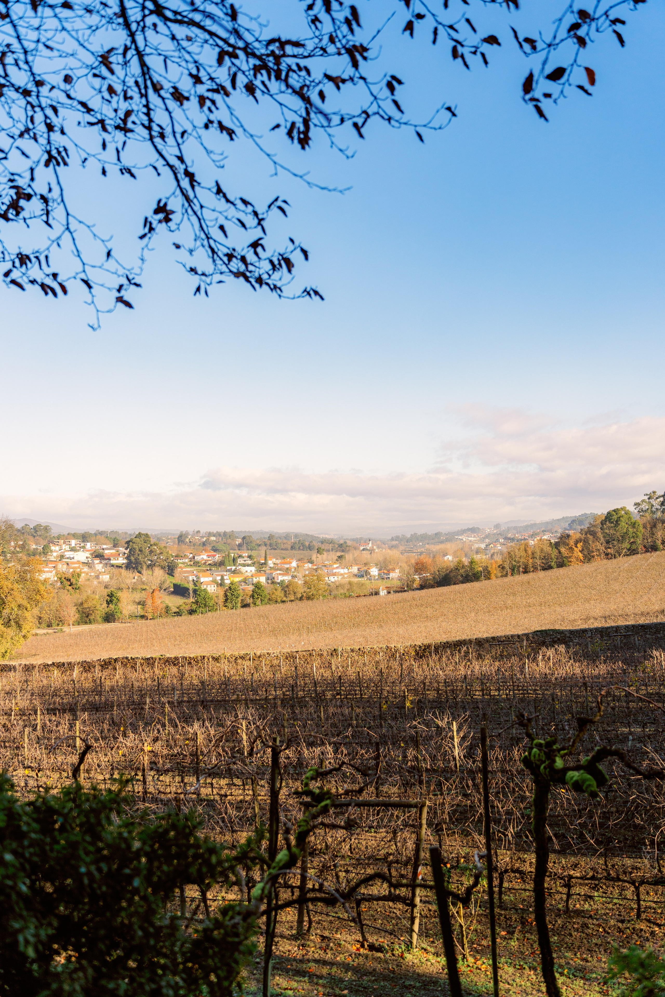 Винью Верде