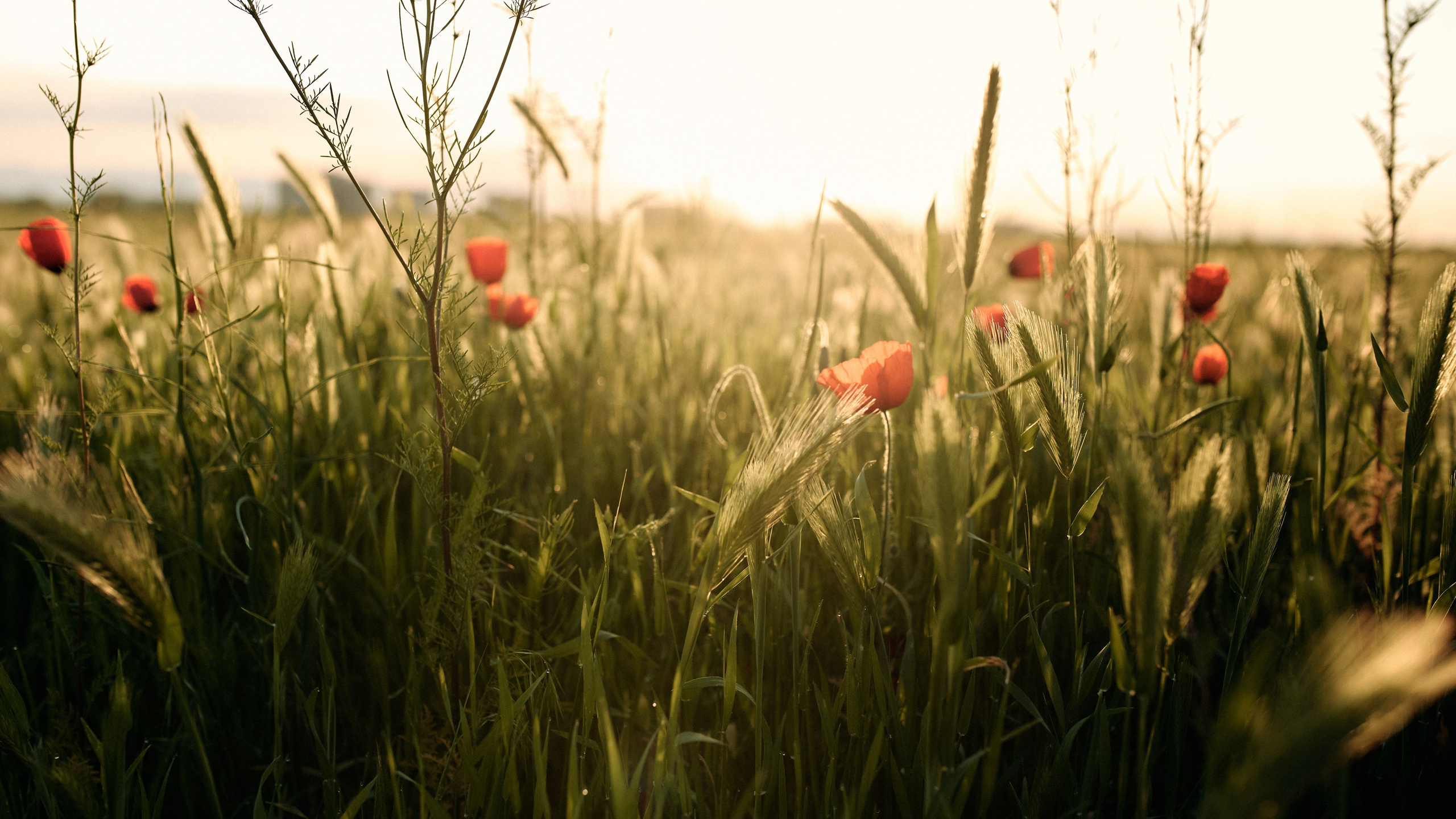 Юлька в маках. Валерия Вартанова. Фотограф