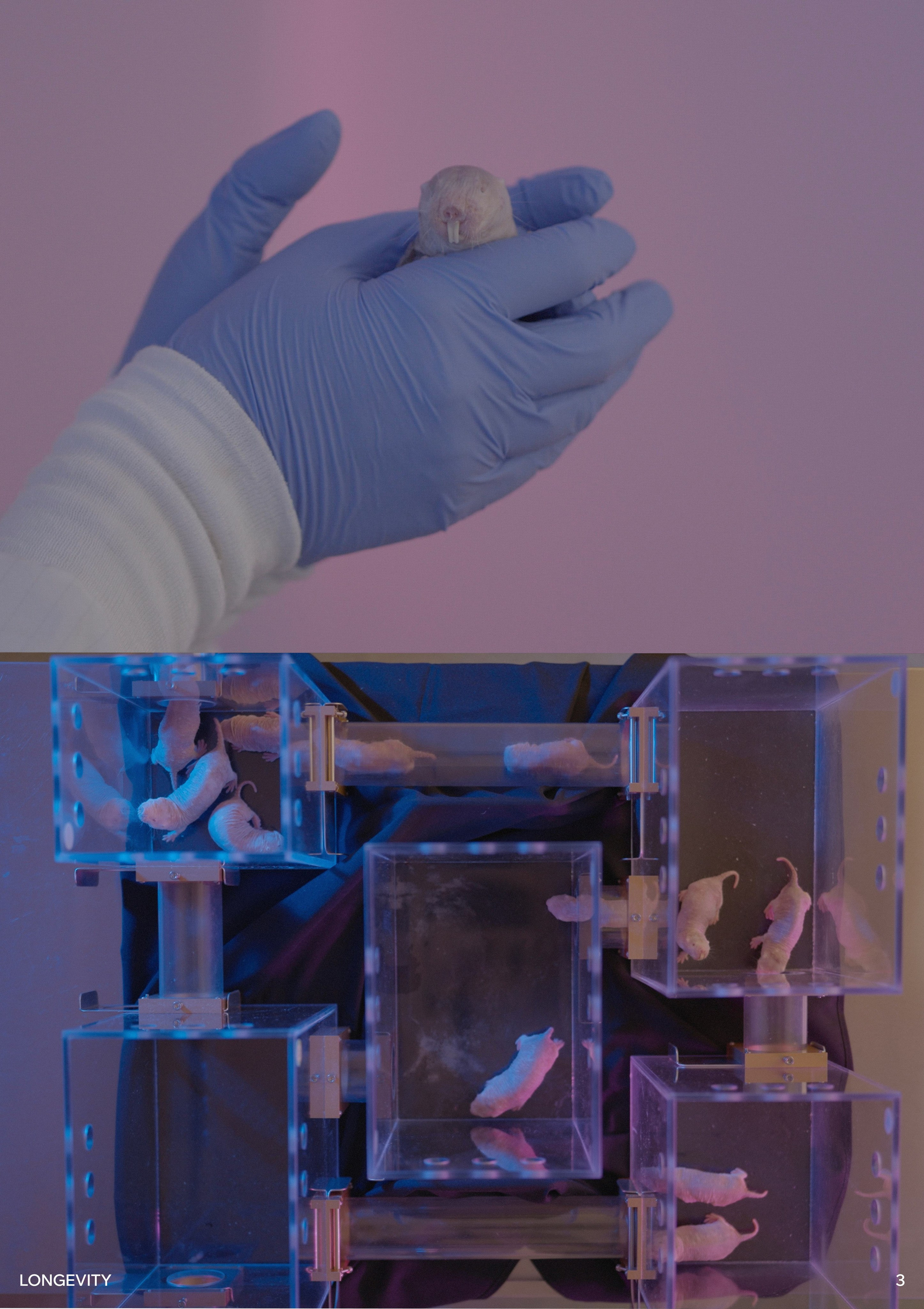 Longevity. Singularity Film