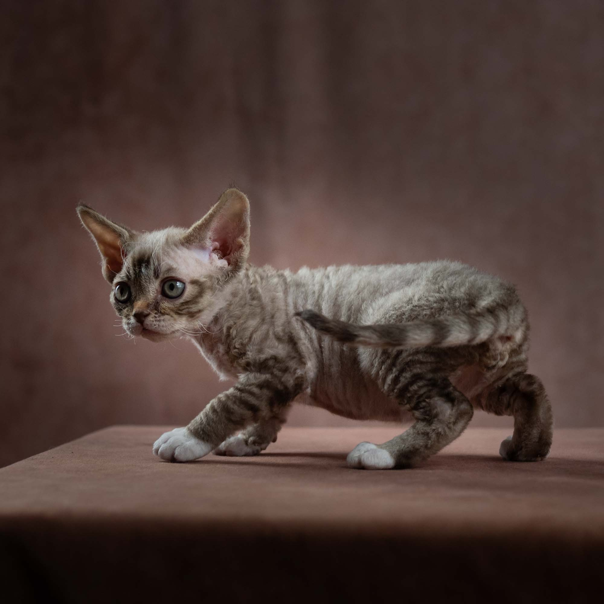 Elvis, boy, born on 06.09.24 SOLD. Devon Rex Pixie Cattery