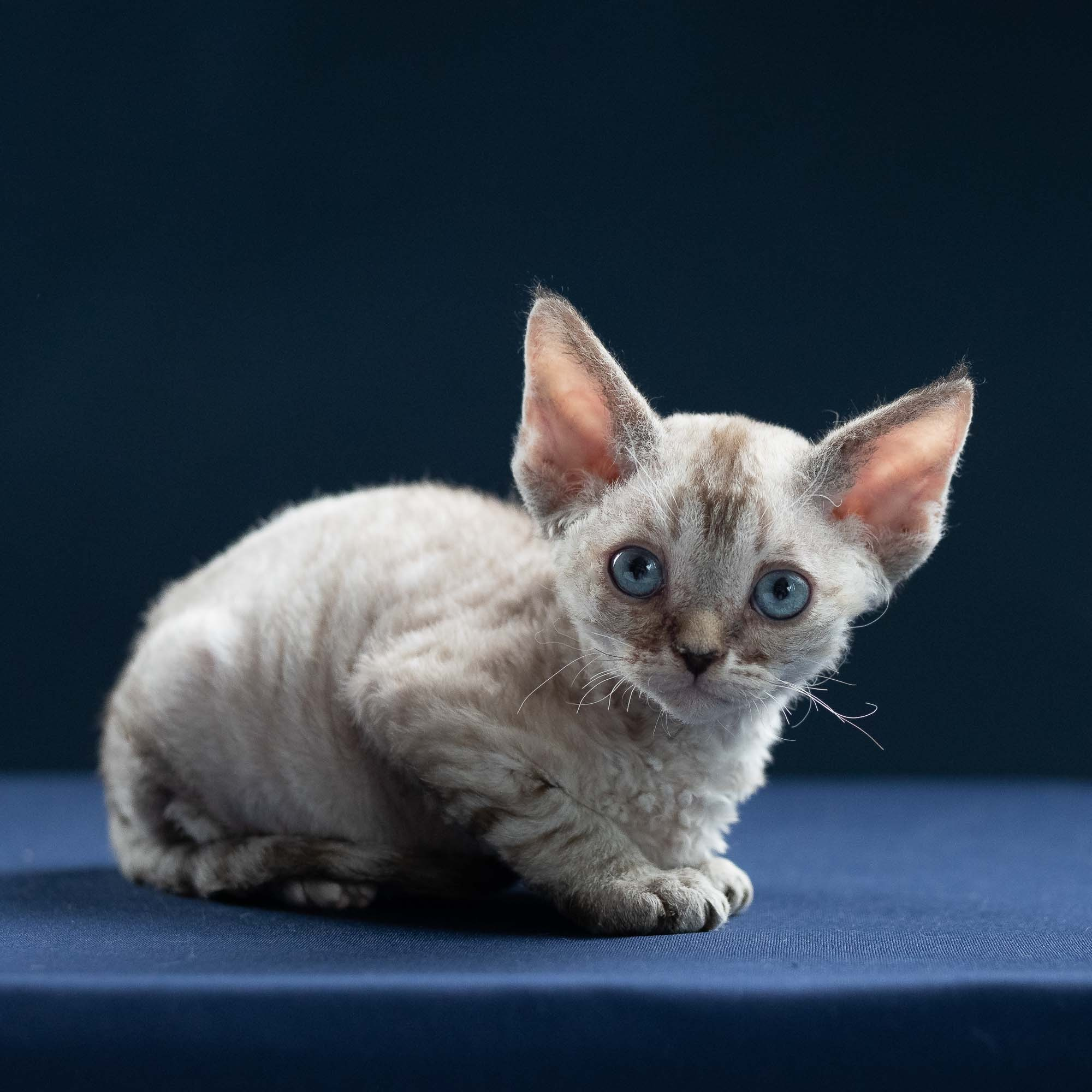 Isla, girl, born 06.01.2025. Devon Rex Pixie Cattery