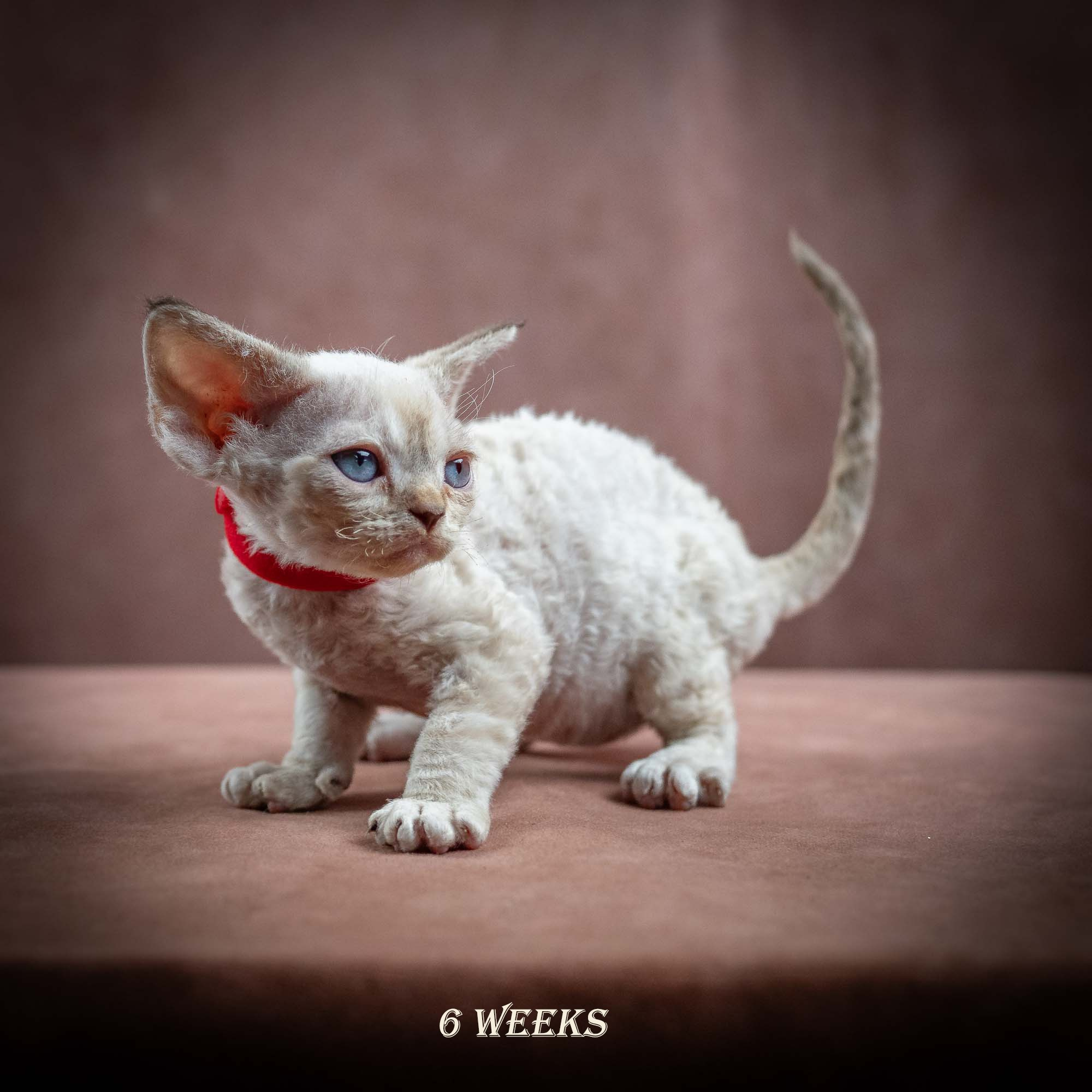 Ivy, girl, born 06.01.2025. Devon Rex Pixie Cattery