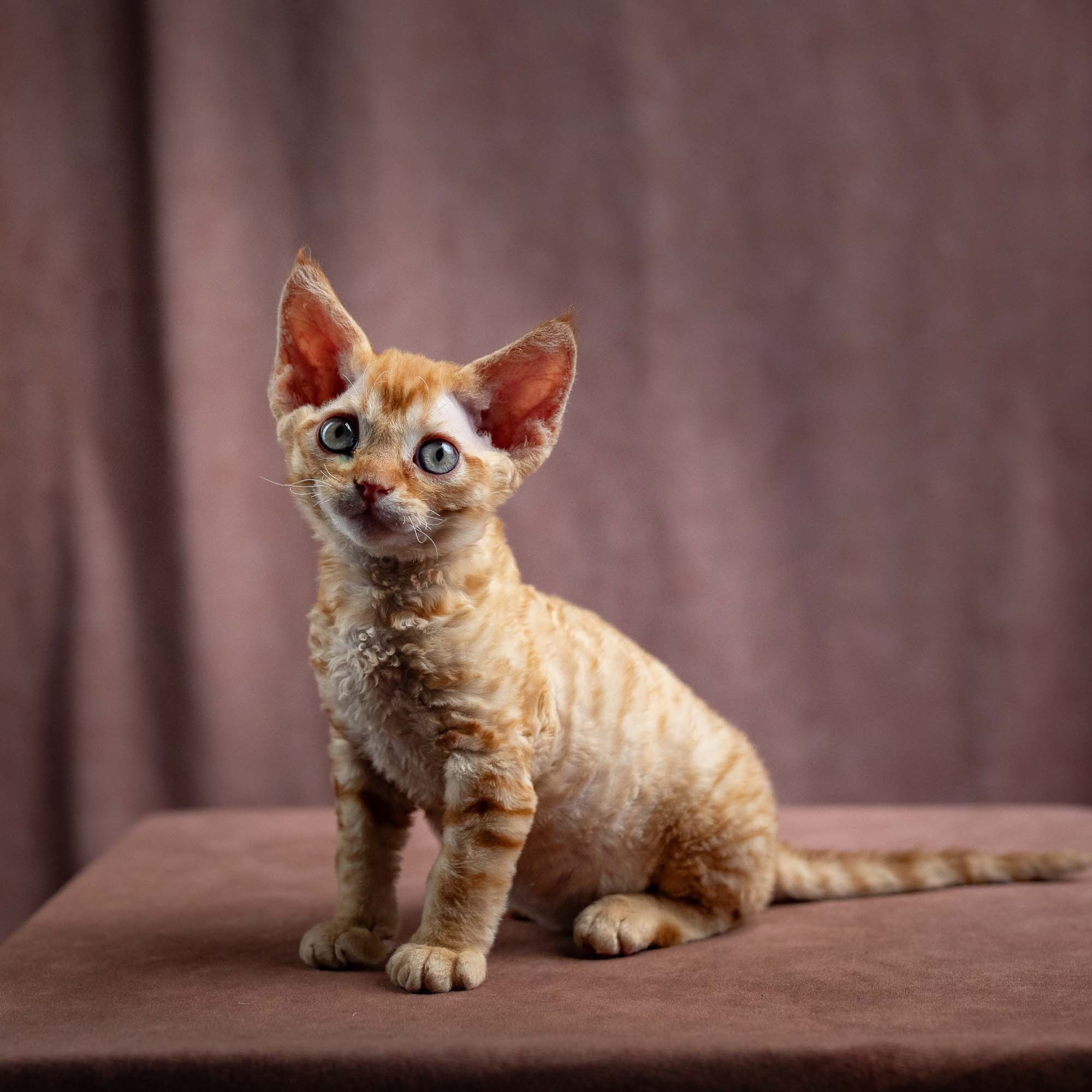 Jackie, boy, born 06.25.2025. Devon Rex Pixie Cattery