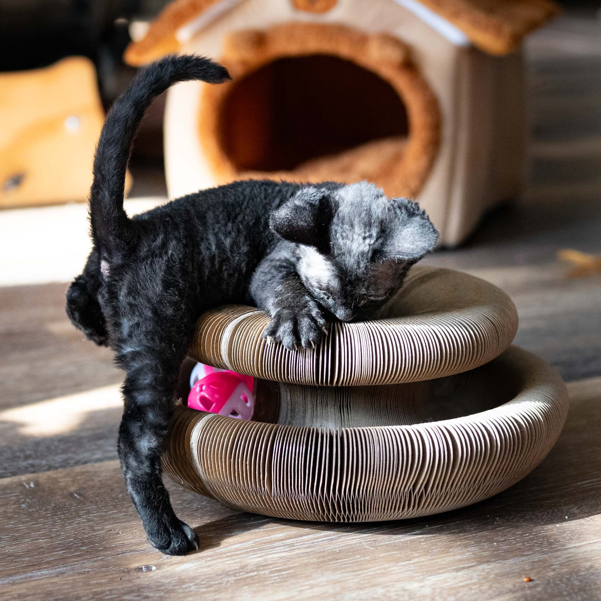 Smoke, boy,  born on  04.11.24, Sold. Devon Rex Pixie Cattery