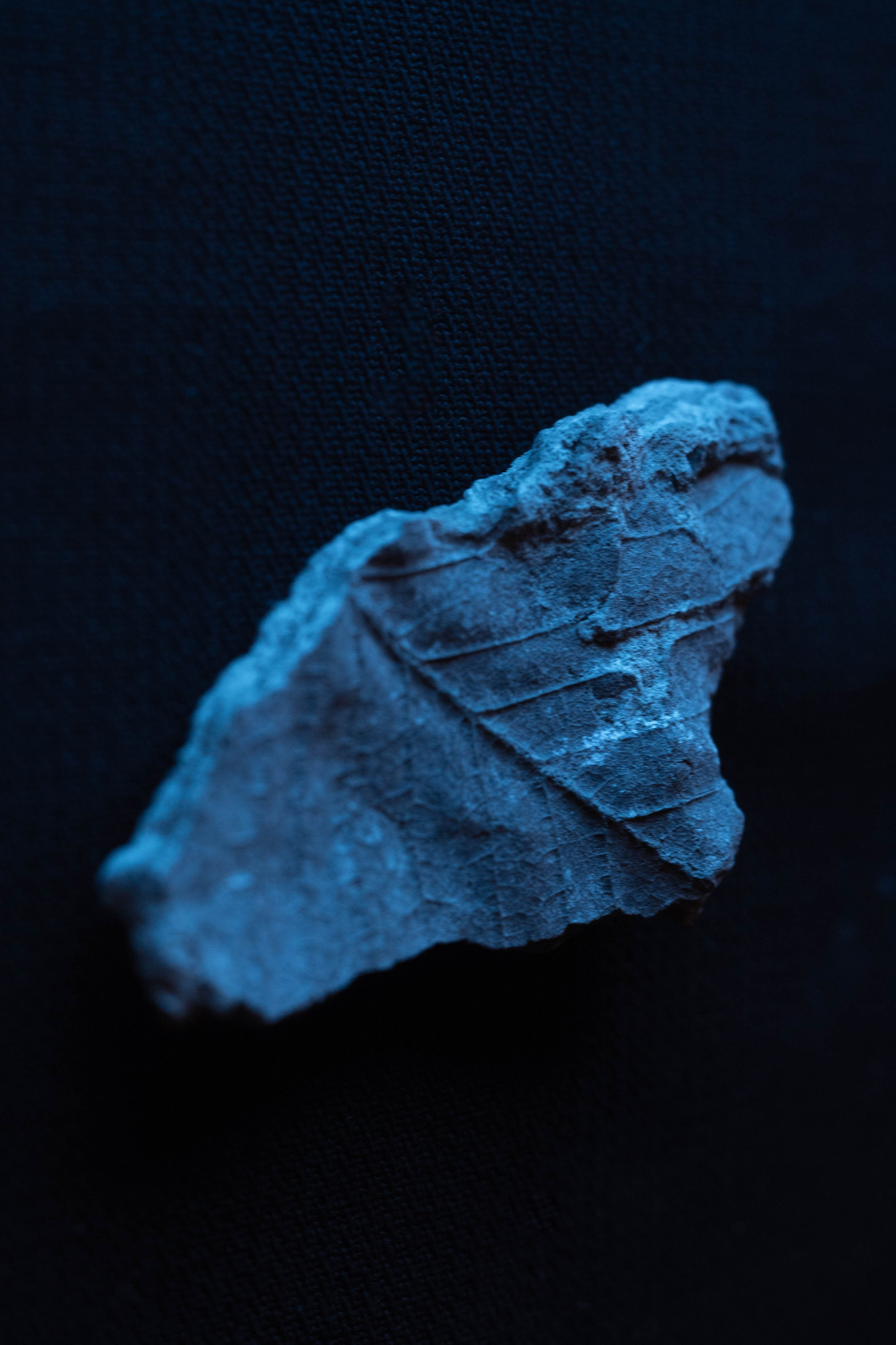 Primitive Man. Stanislava Novgorodtseva — Photographer | Visual Artist | Educator
