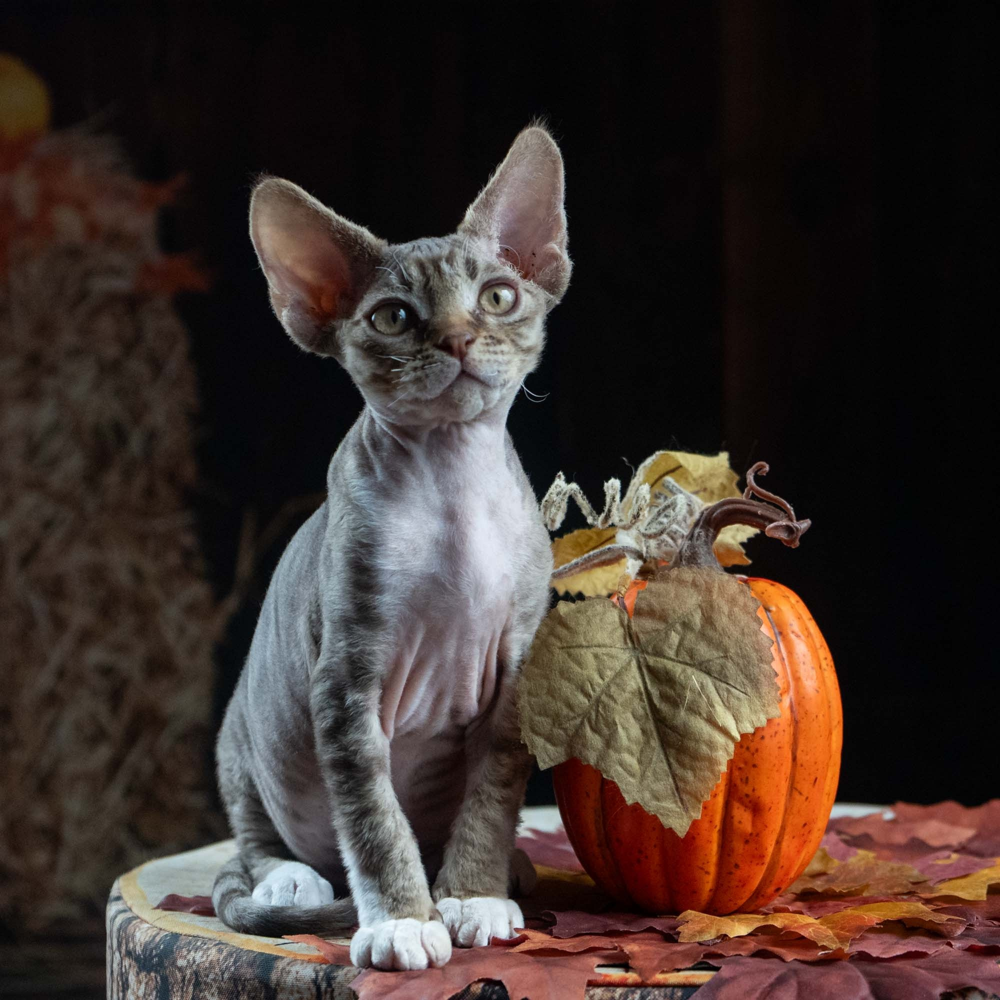 Elvis, boy, born on 06.09.24 SOLD. Devon Rex Pixie Cattery
