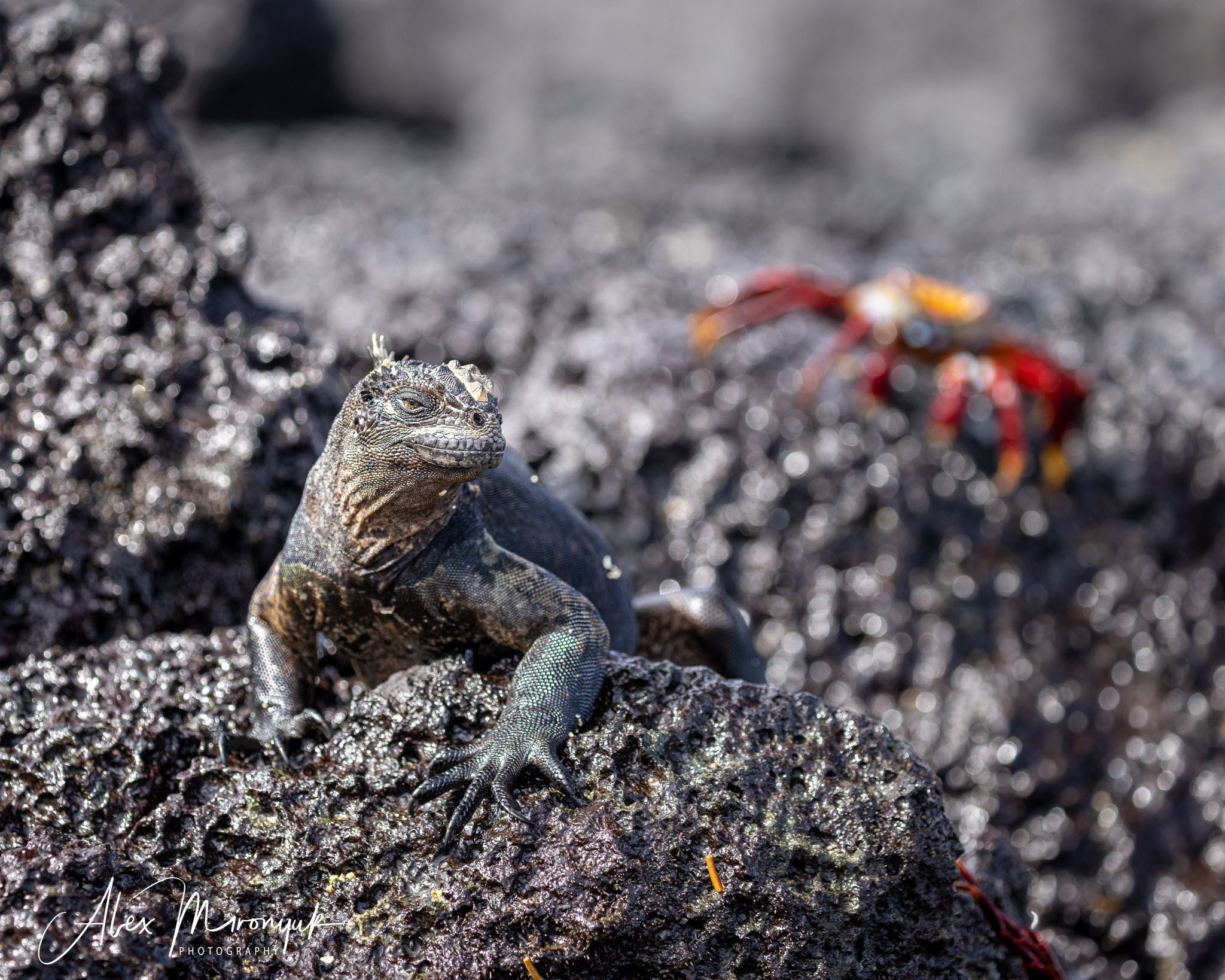 Galapagos Islands Adventure. Alex Mironyuk Photography