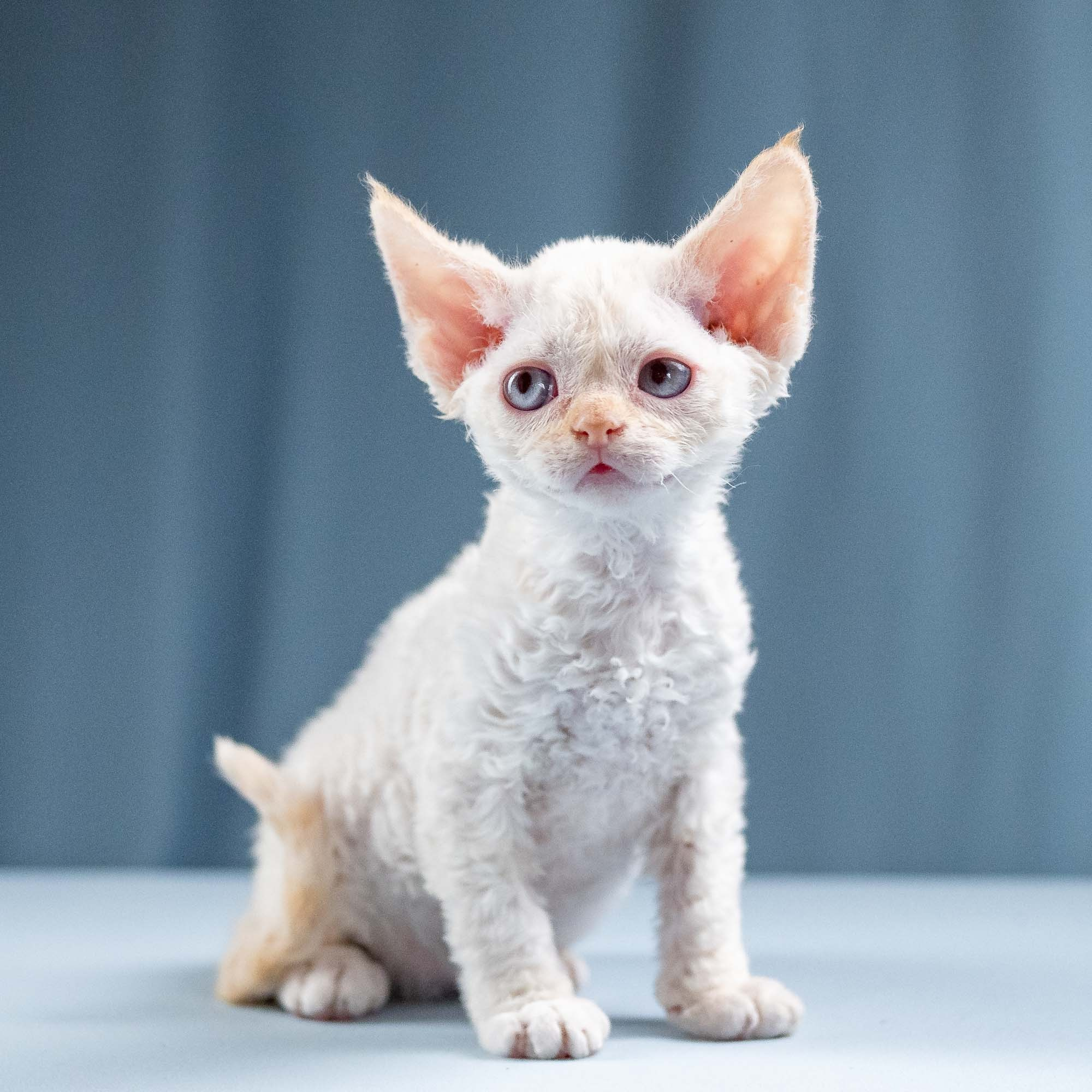 Jasmin, girl, born 06.25.2025. Devon Rex Pixie Cattery