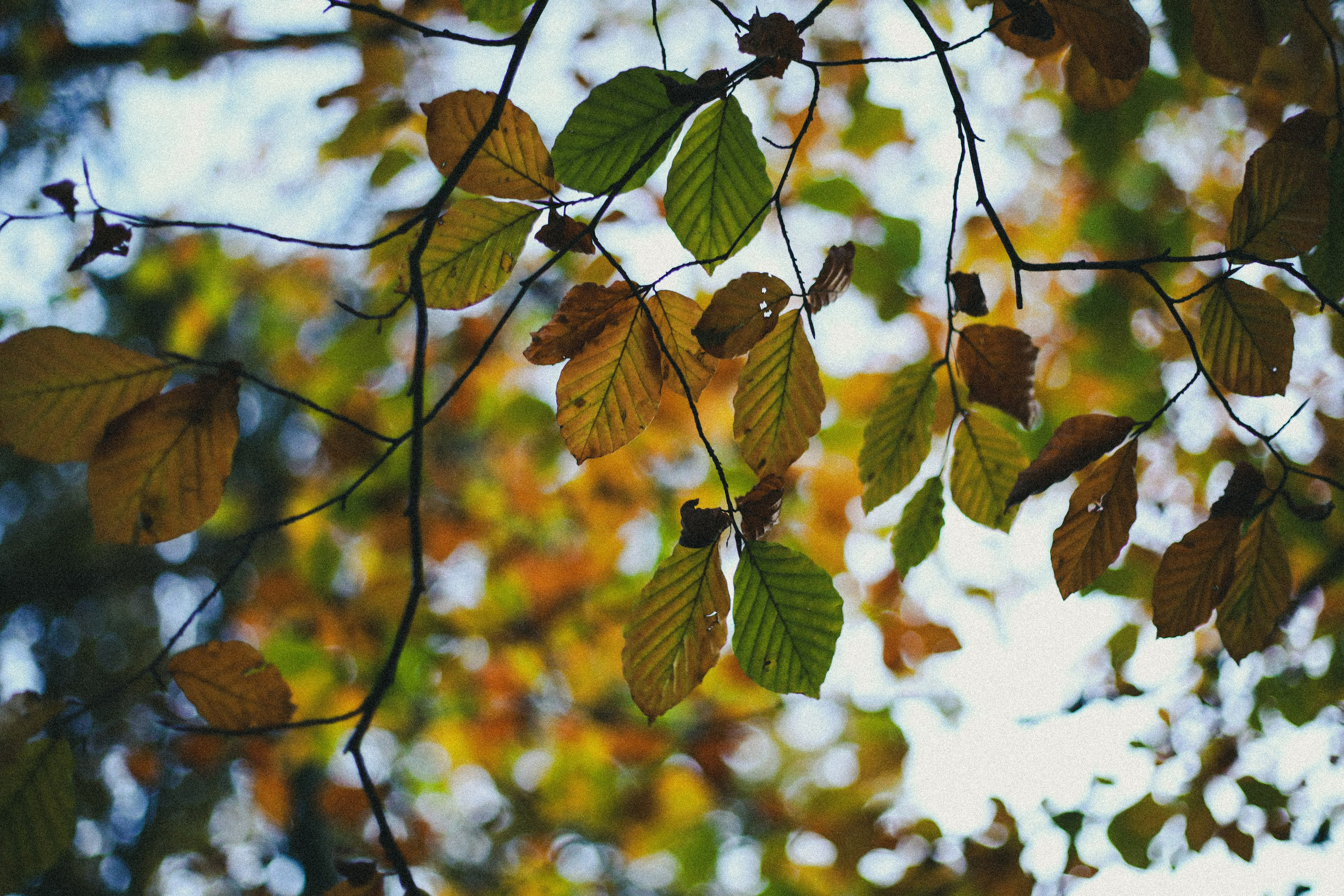 Zoe Hampstead Heath. Victoria Dini. Art photography in London / Folkestone, UK