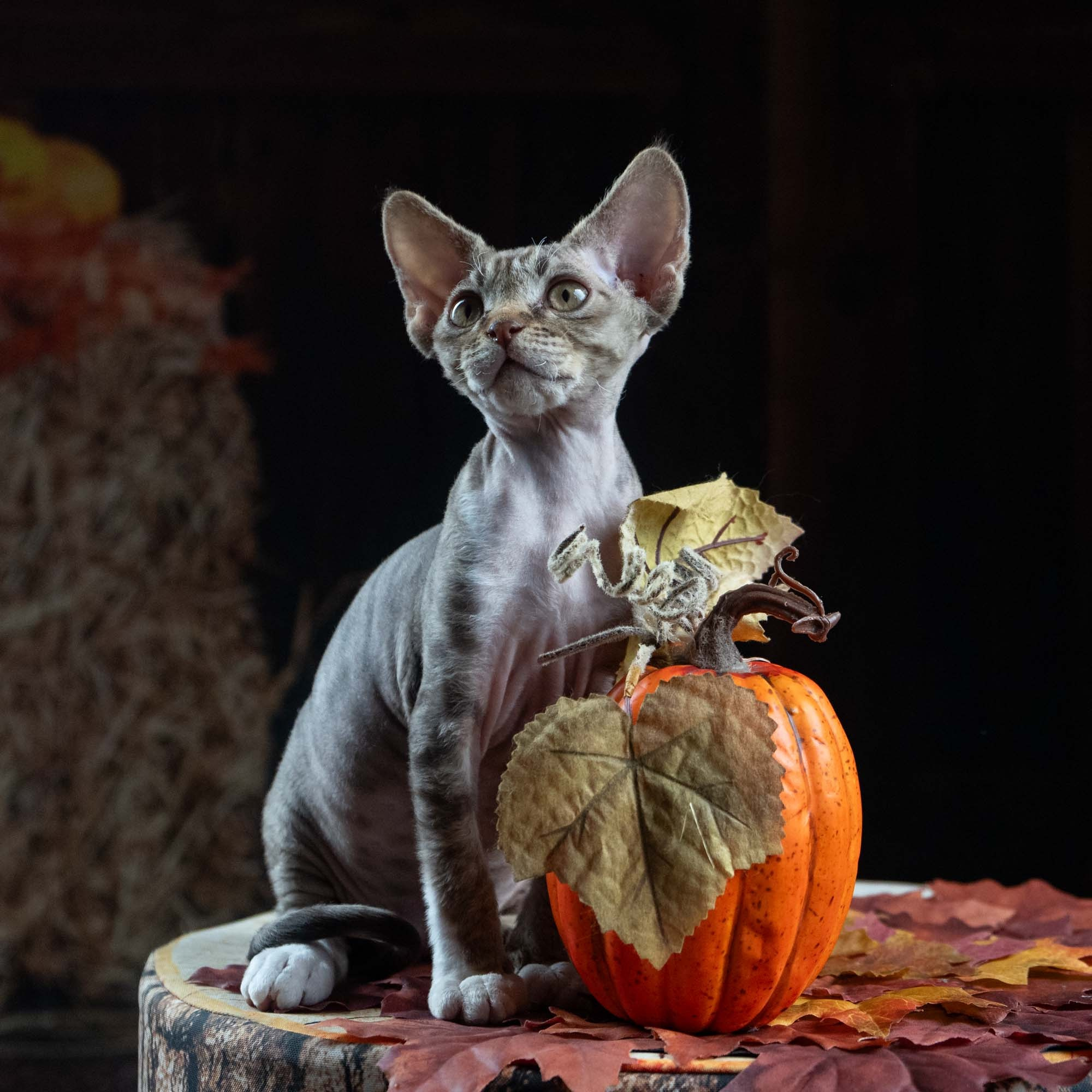 Elvis, boy, born on 06.09.24 SOLD. Devon Rex Pixie Cattery