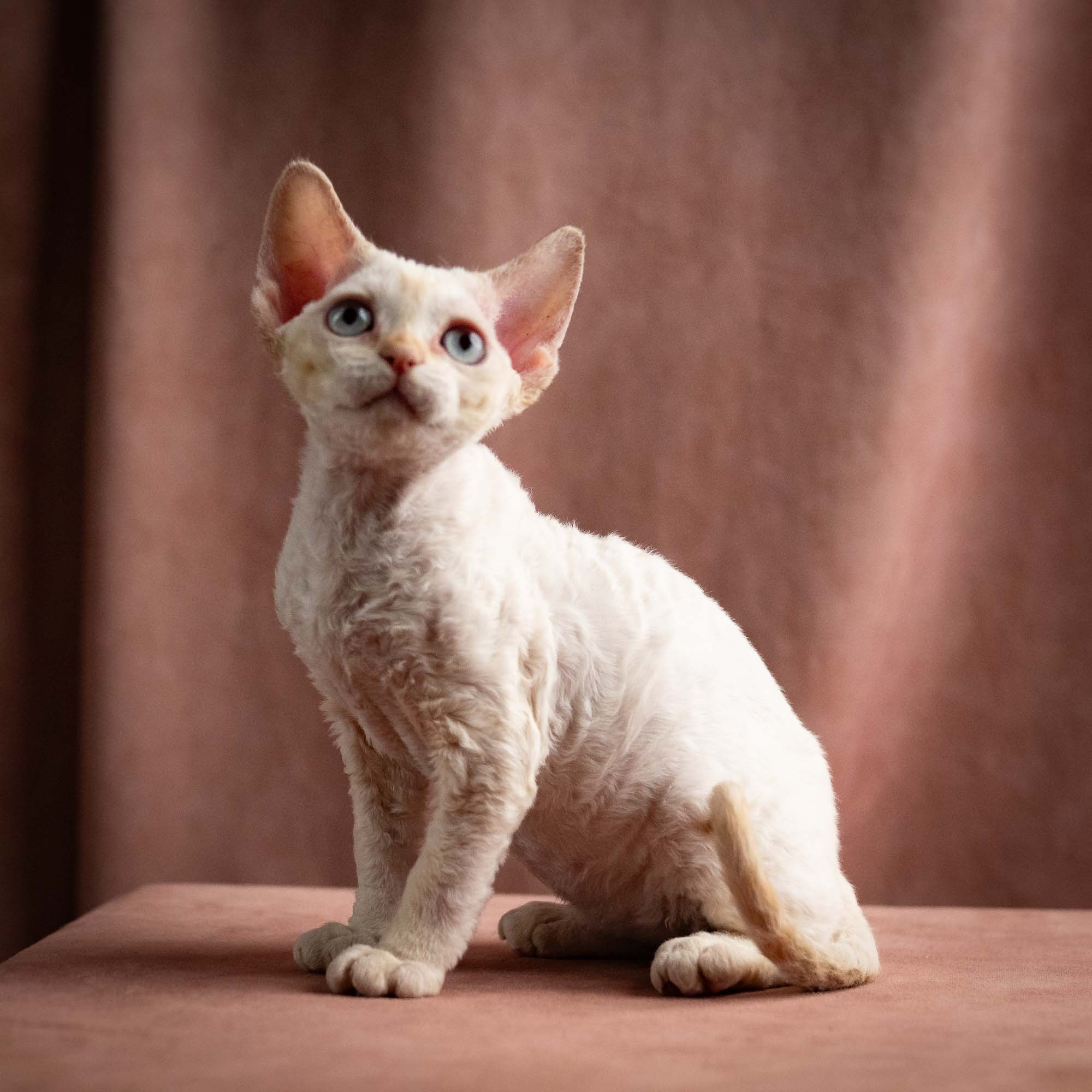 Quinn, girl, born 02.14.26. Devon Rex Pixie Cattery
