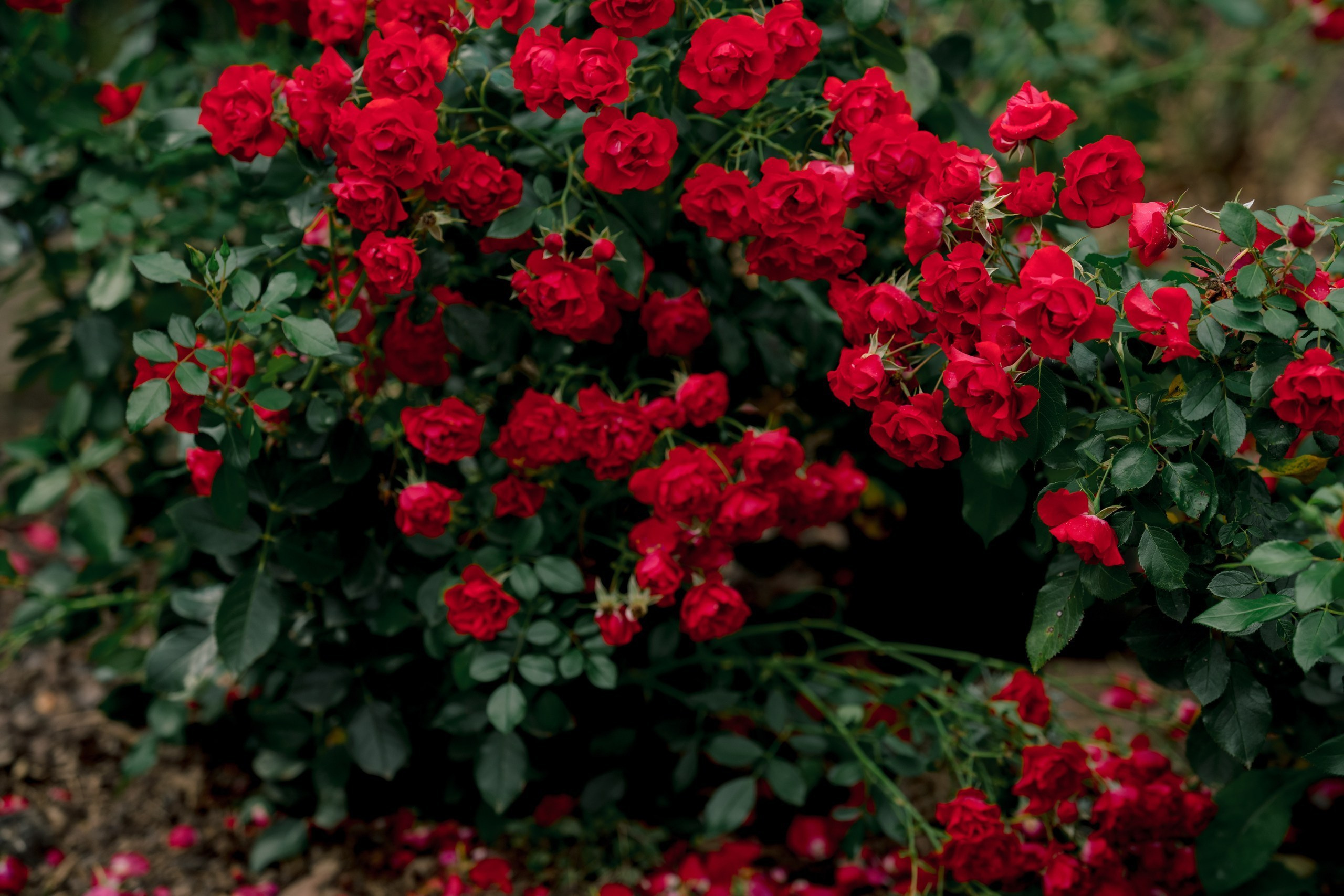 Hochzeitsfotograf Kloster Bronnbach | Anne & Christian. Hochzeitsfotograf Würzburg | Anna Saribekyan