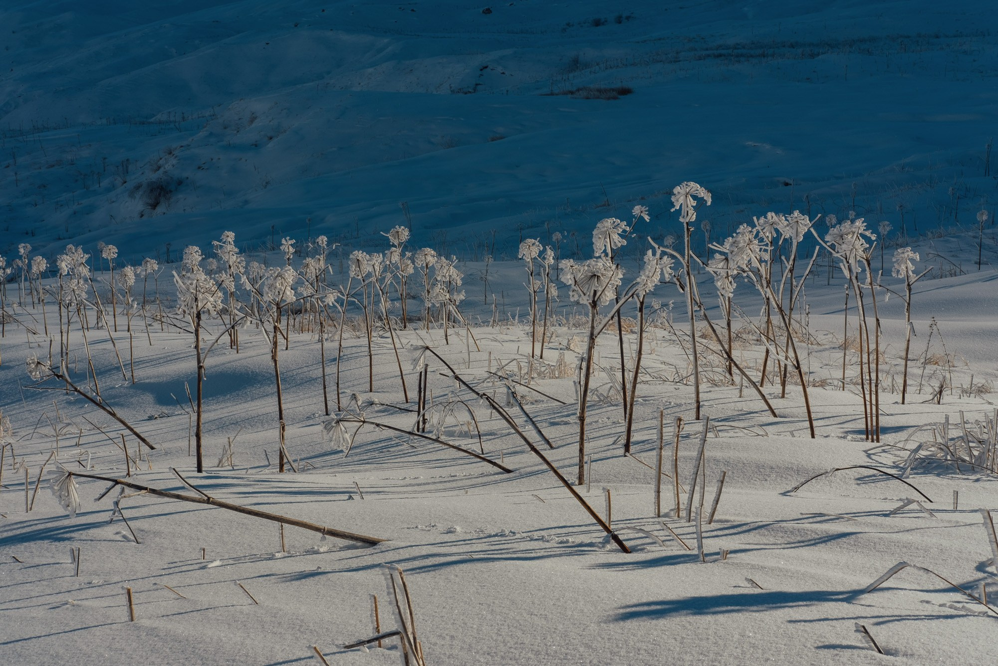 Təbiət Fotoqrafiyası və Portret Çəkilişləri. Bakıda Peşəkar Tədbir, Love Story və Təbiət Fotoqrafı — Elşən Baba