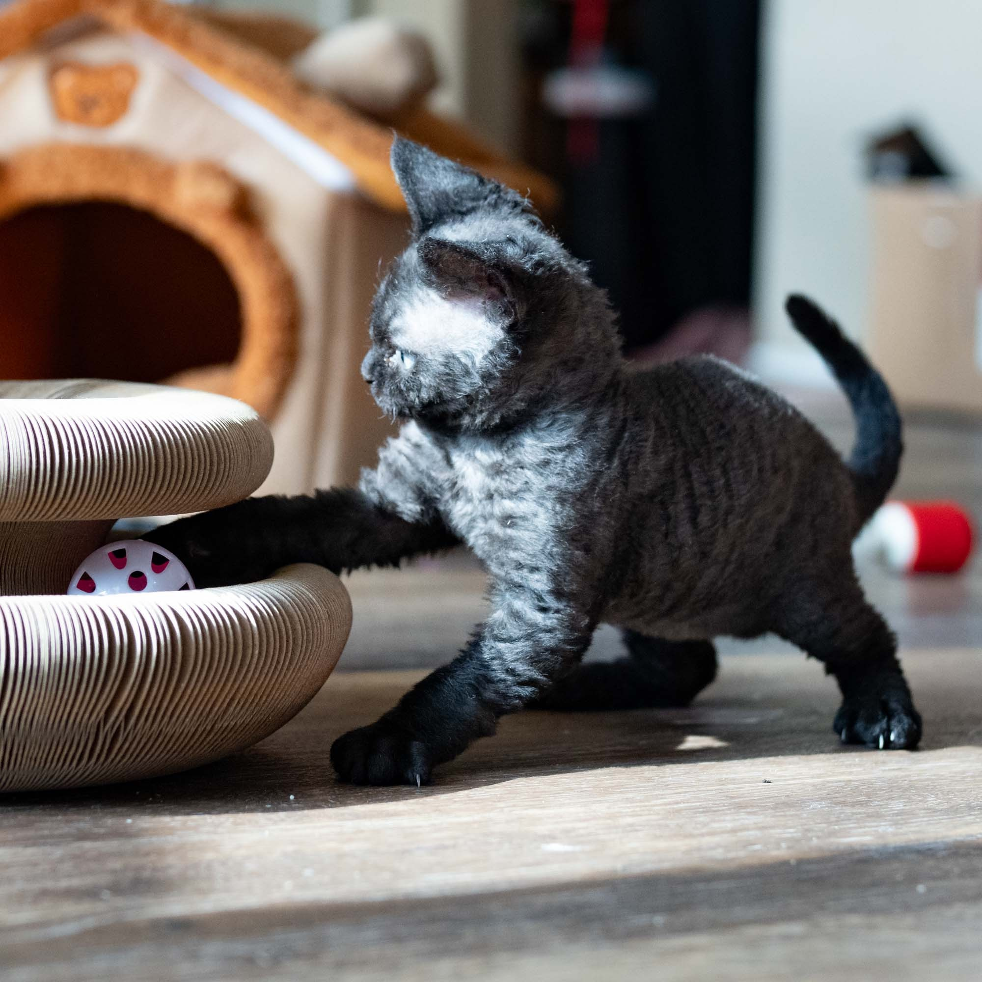 Smoke, boy,  born on  04.11.24, Sold. Devon Rex Pixie Cattery