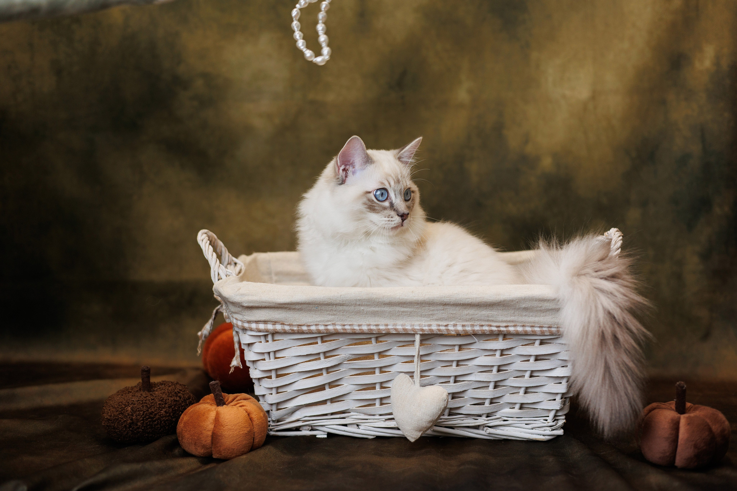 Pet photography. Photography & videography for brands. Individual shooting. Midlands, England