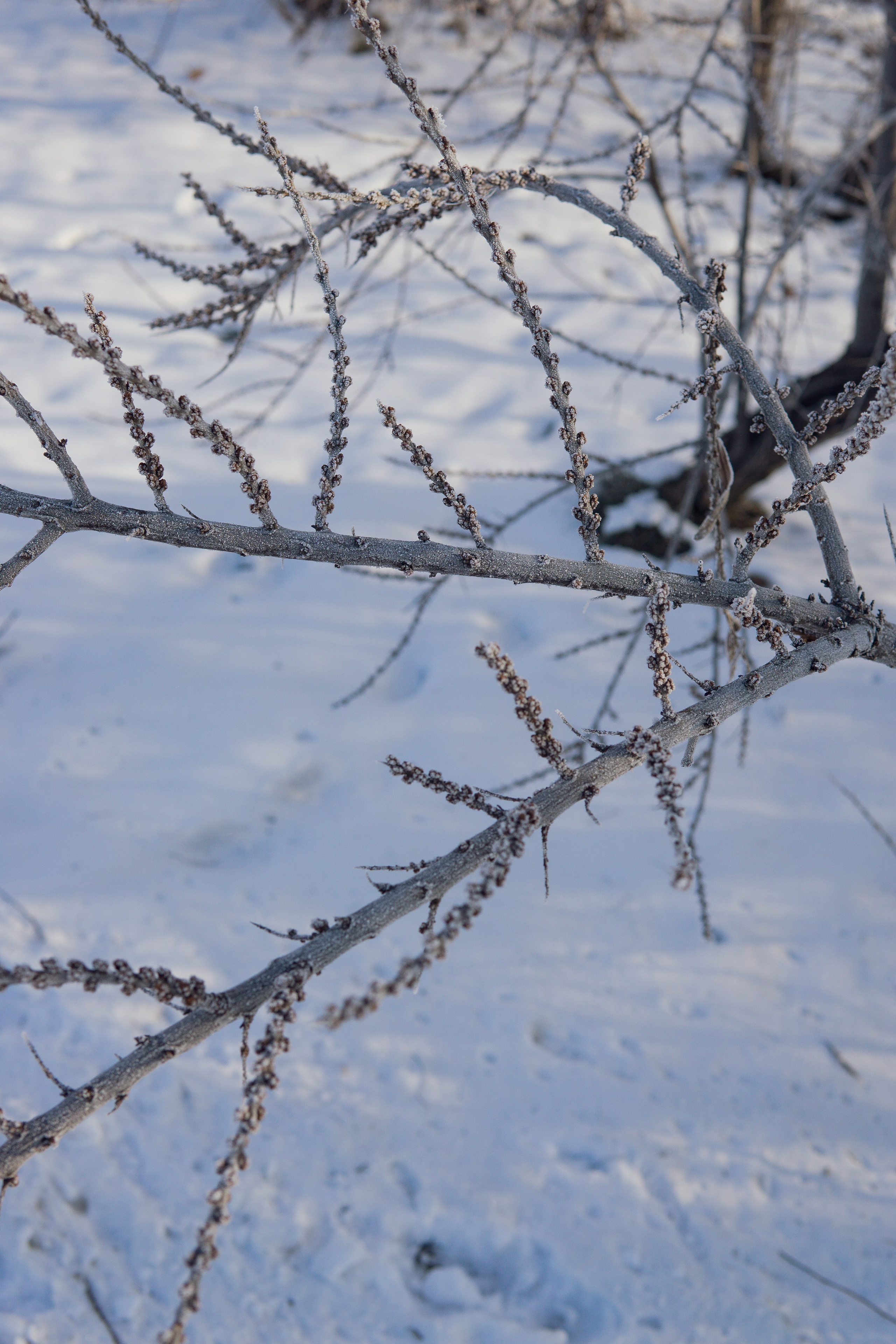 Winter Morning Walk: Zhenya and Her Dog