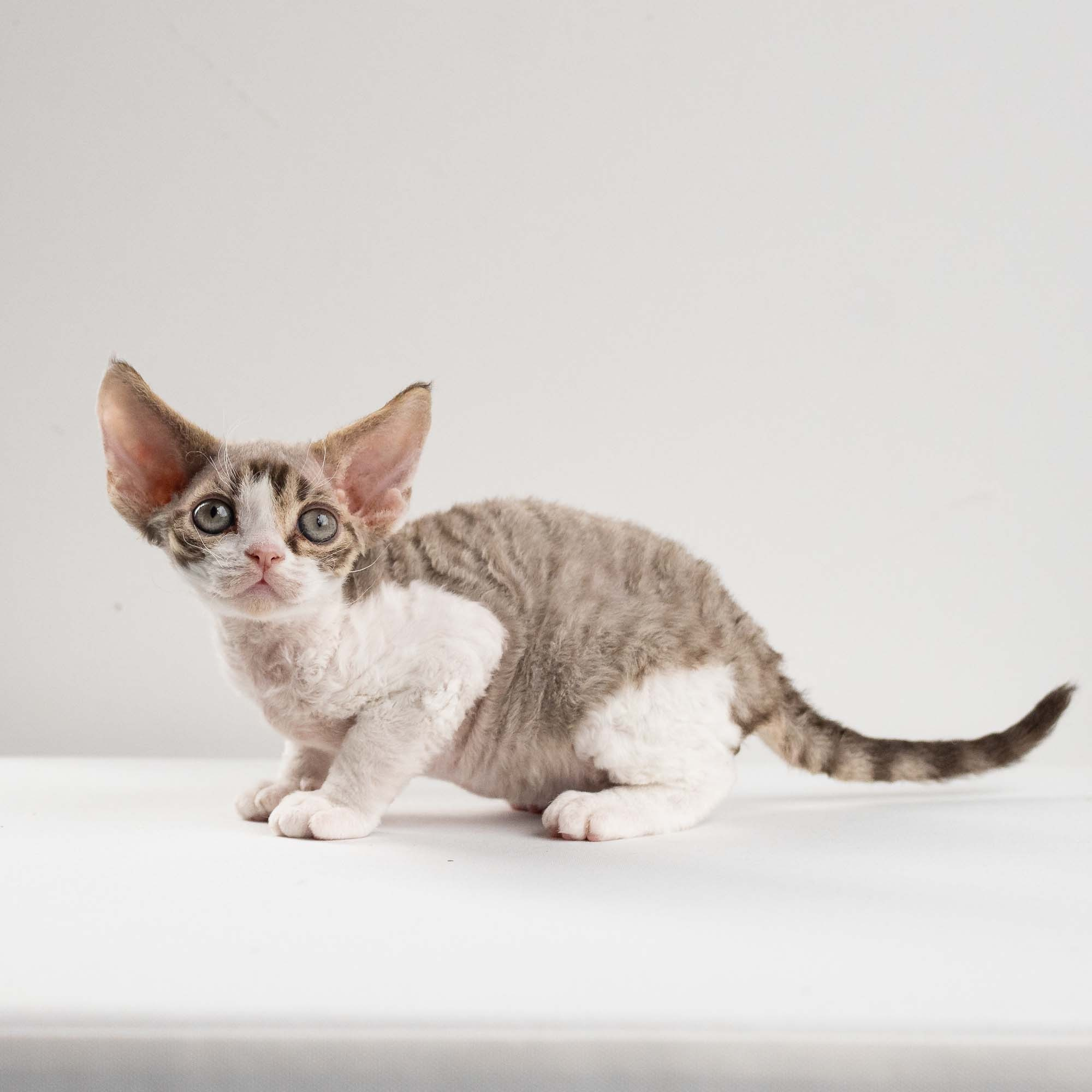 Eddie, boy, born on 06.09.24 Sold. Devon Rex Pixie Cattery