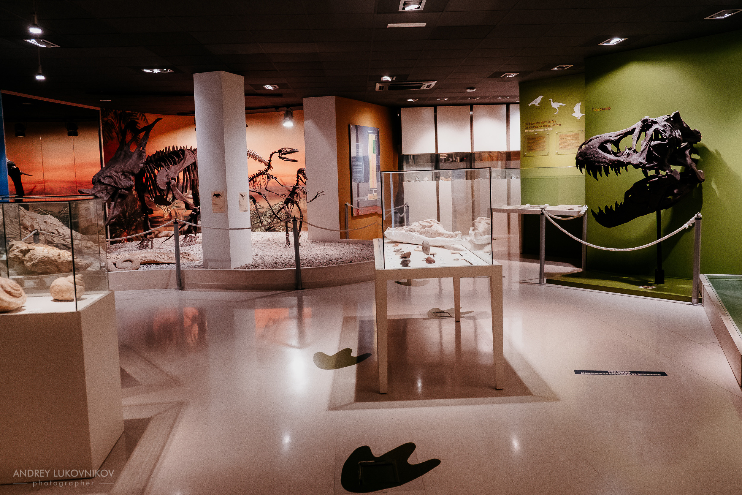 Палеонтологический музей в Эльче (Museo Paleontológico de Elche)